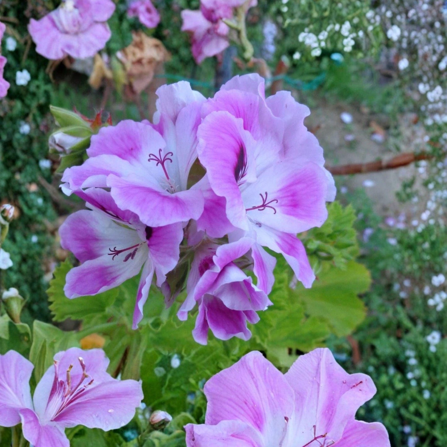 Purple White Regal Geranium Cuttings - Pelargonium regal, 2 Unrooted Starter Plants for Propagation, Orchid-Like Blooms