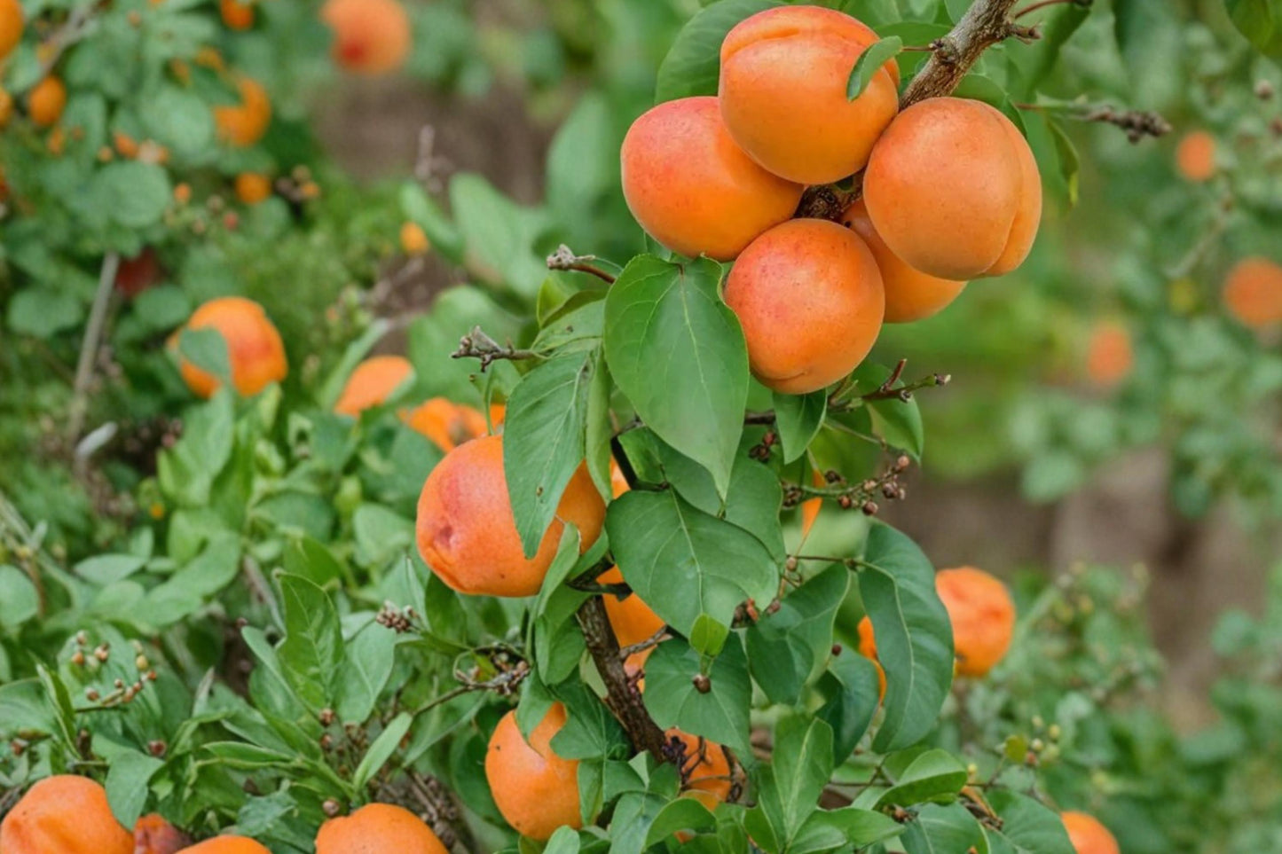 Apricot Tree Seedling 1-Year-Old Prunus armeniaca Edible Fruit Plant for Garden or Orchard