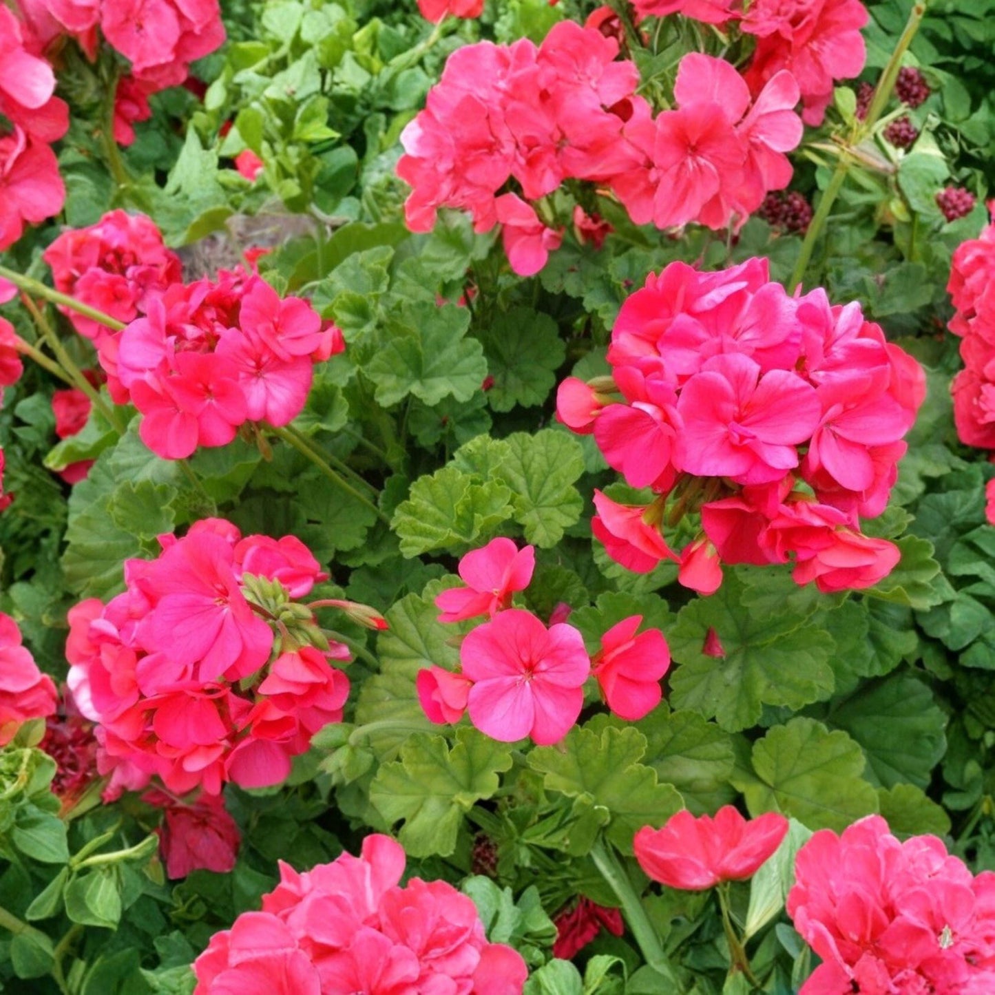 Unrooted Cuttings - 5 Red Orange Geraniums - Pelargonium hortorum - Fragrant Flowers for Containers & Garden