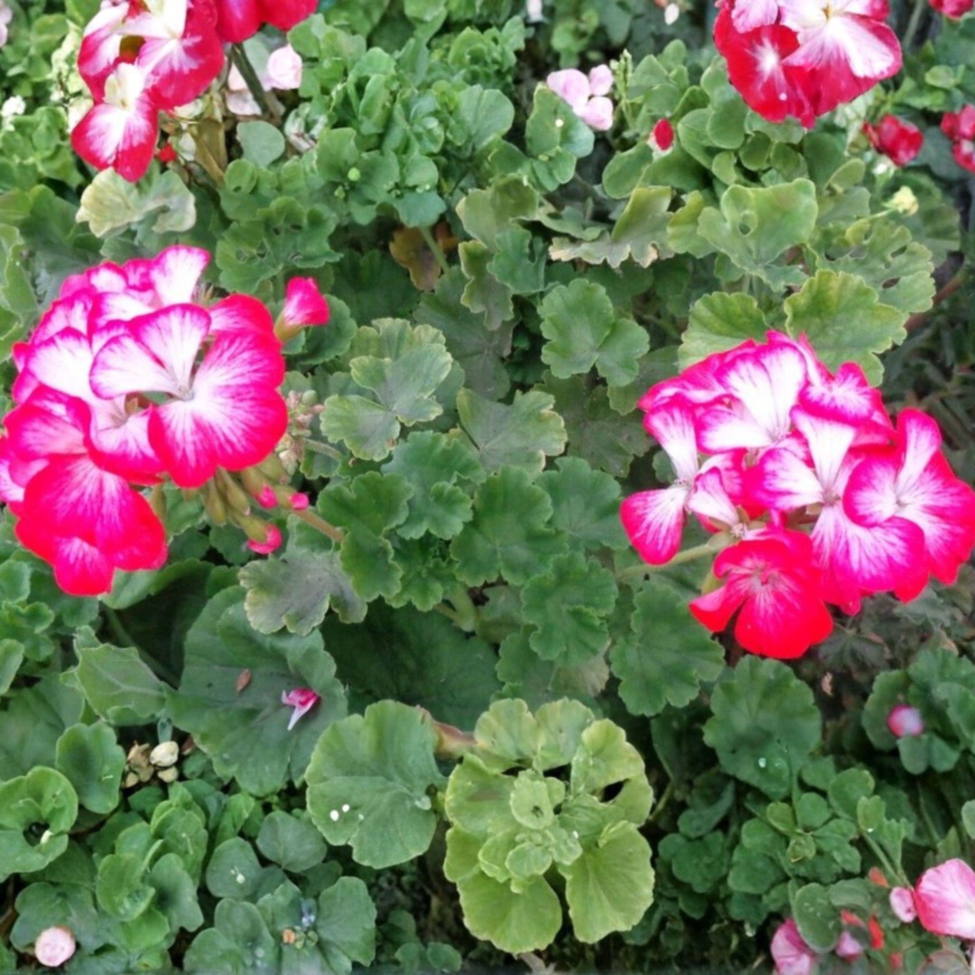 Unrooted Cuttings Pelargonium hortorum Red White Geraniums - Fragrant Bicolor Flower Starter for Containers, 2 Live Cuttings