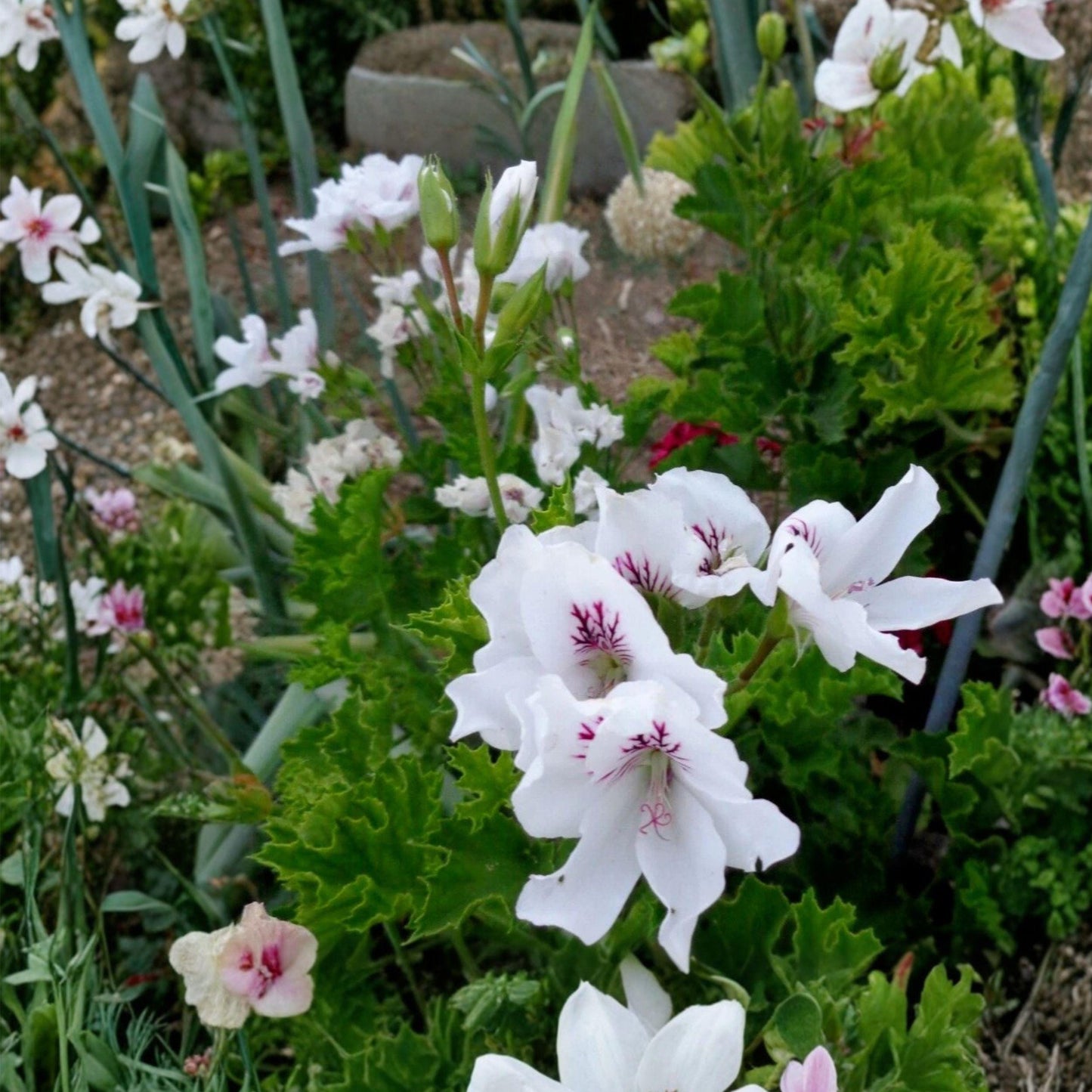 White Purple Regal Geranium Cuttings - Pelargonium regal - 3 Live Unrooted Cuttings for Propagation, Orchid-like Blooms
