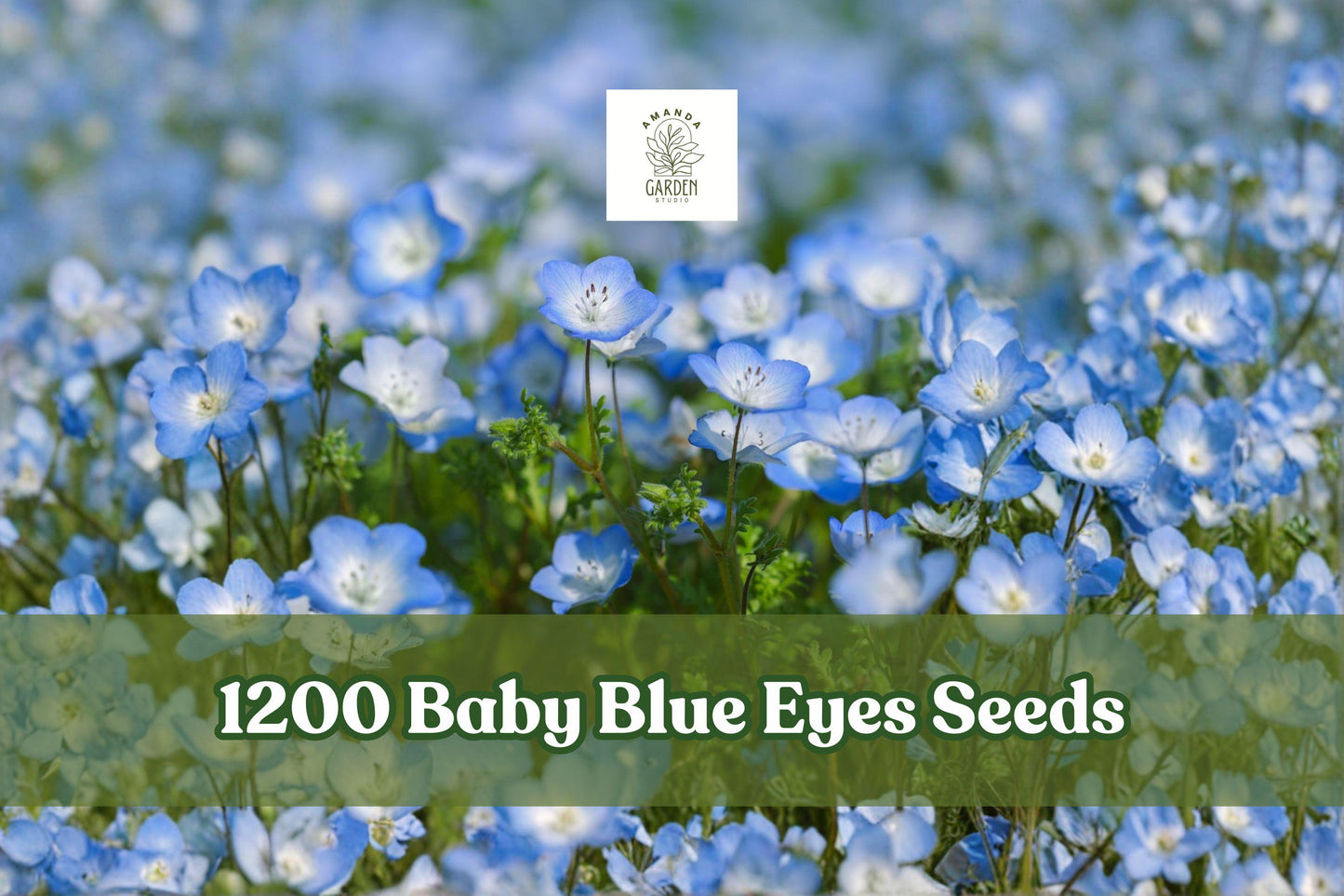 Baby Blue Eyes Seeds 1200+ Nemophila menziesii Wildflower Ground Cover - Low-Growing Blue Blooms for Outdoor Gardens
