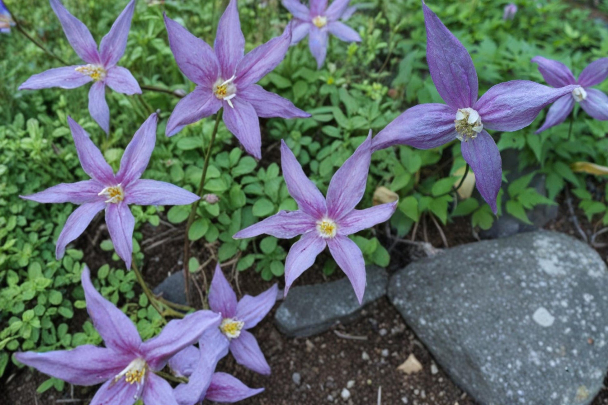 Purple Clematis Seeds - 10 Pack - Climbing Flowering Vine - Clematis occidentalis - Ideal for Trellises & Vertical Gardens