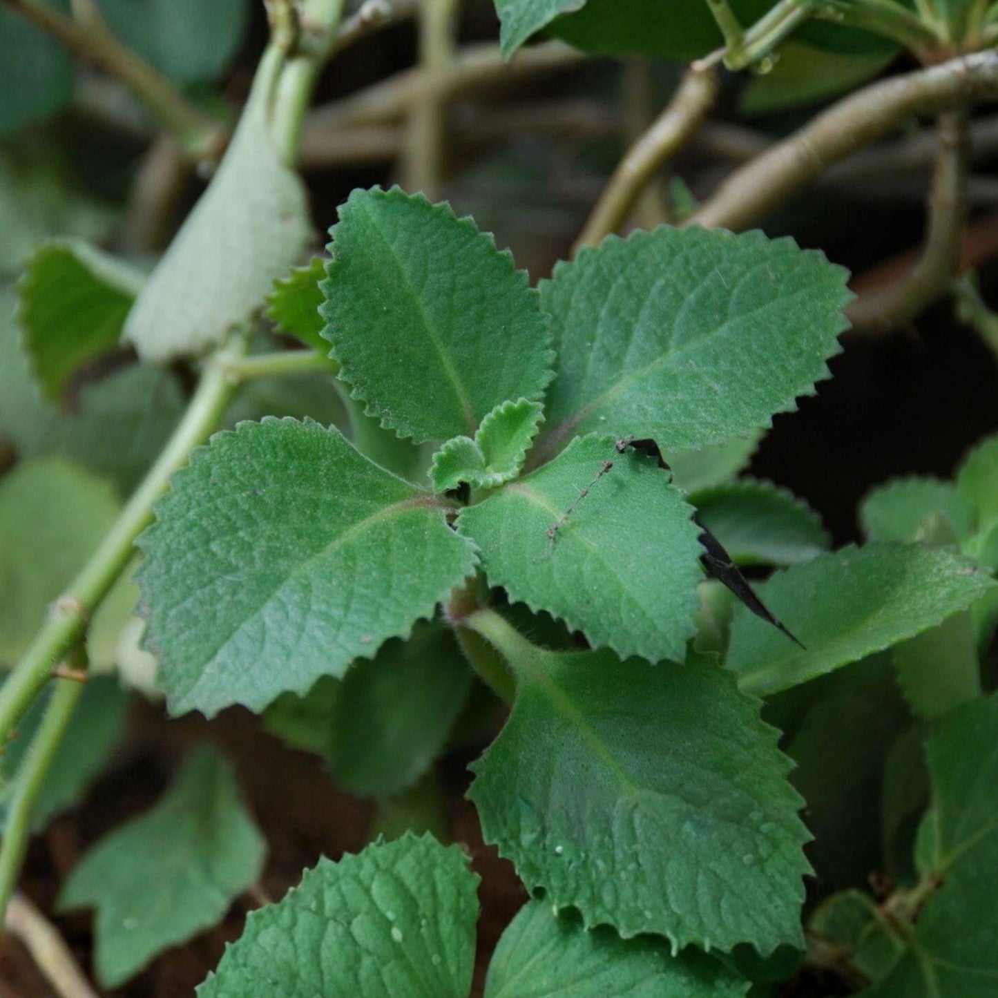 Cuban Oregano Starter Plant 4-8 Inches - Healthy Live Herb for Cooking & Houseplant (Plectranthus amboinicus)