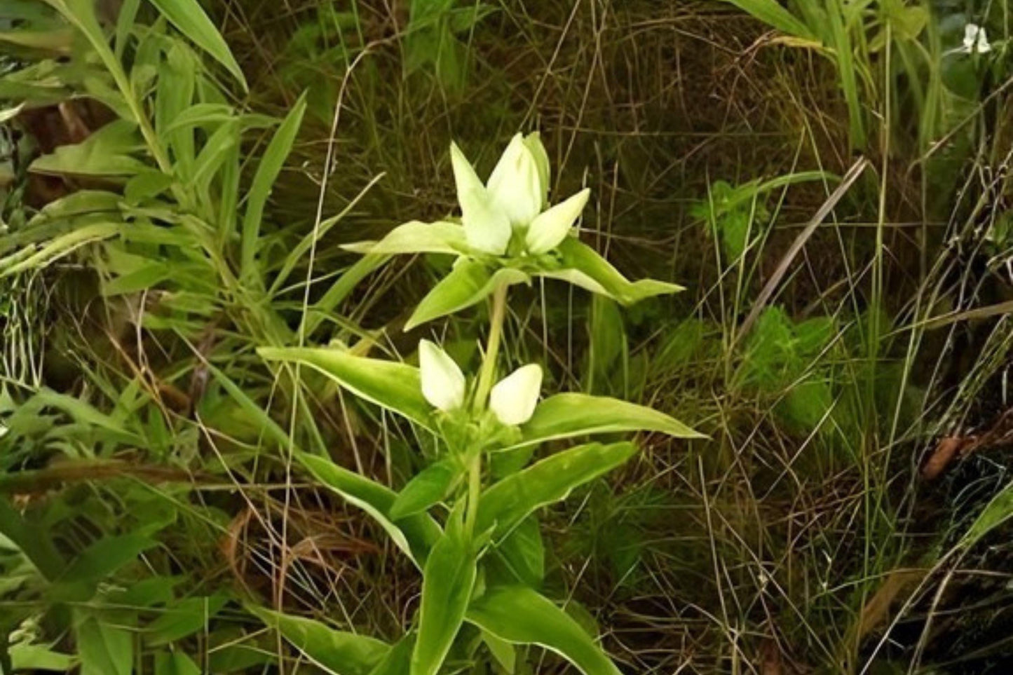Cream Gentian Seeds (100) | Rare Native Wildflower | Gentle Creamy-White Blooms | Gentiana flavida