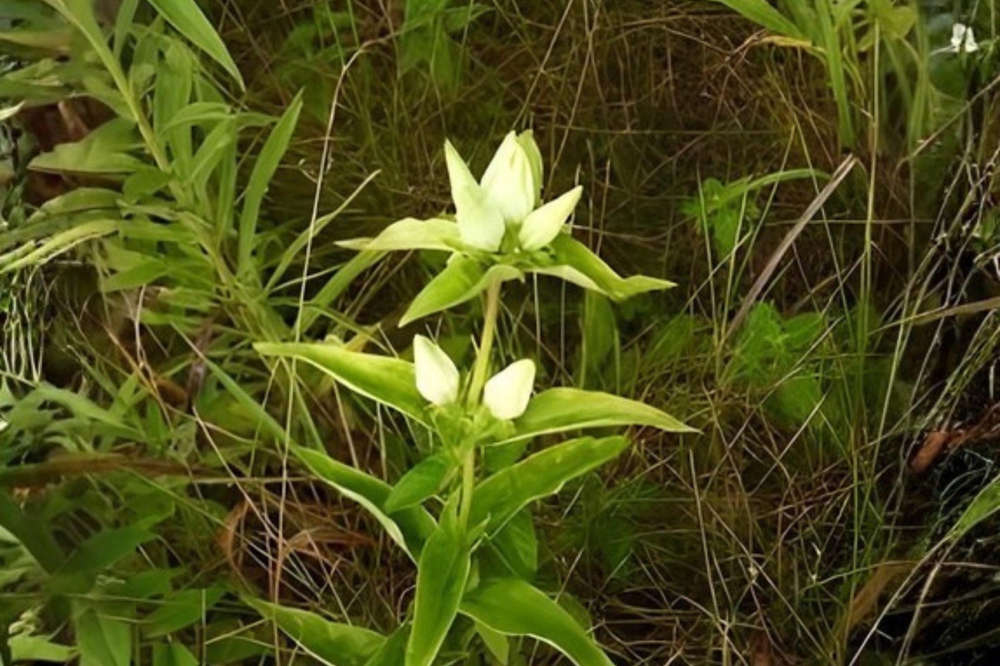 Cream Gentian Seeds (100) | Rare Native Wildflower | Gentle Creamy-White Blooms | Gentiana flavida