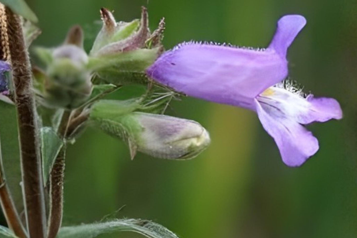 Slender Beardtongue Seeds (100) - Penstemon gracilis, Lavender Blooms, Native Wildflower for Pollinator Gardens