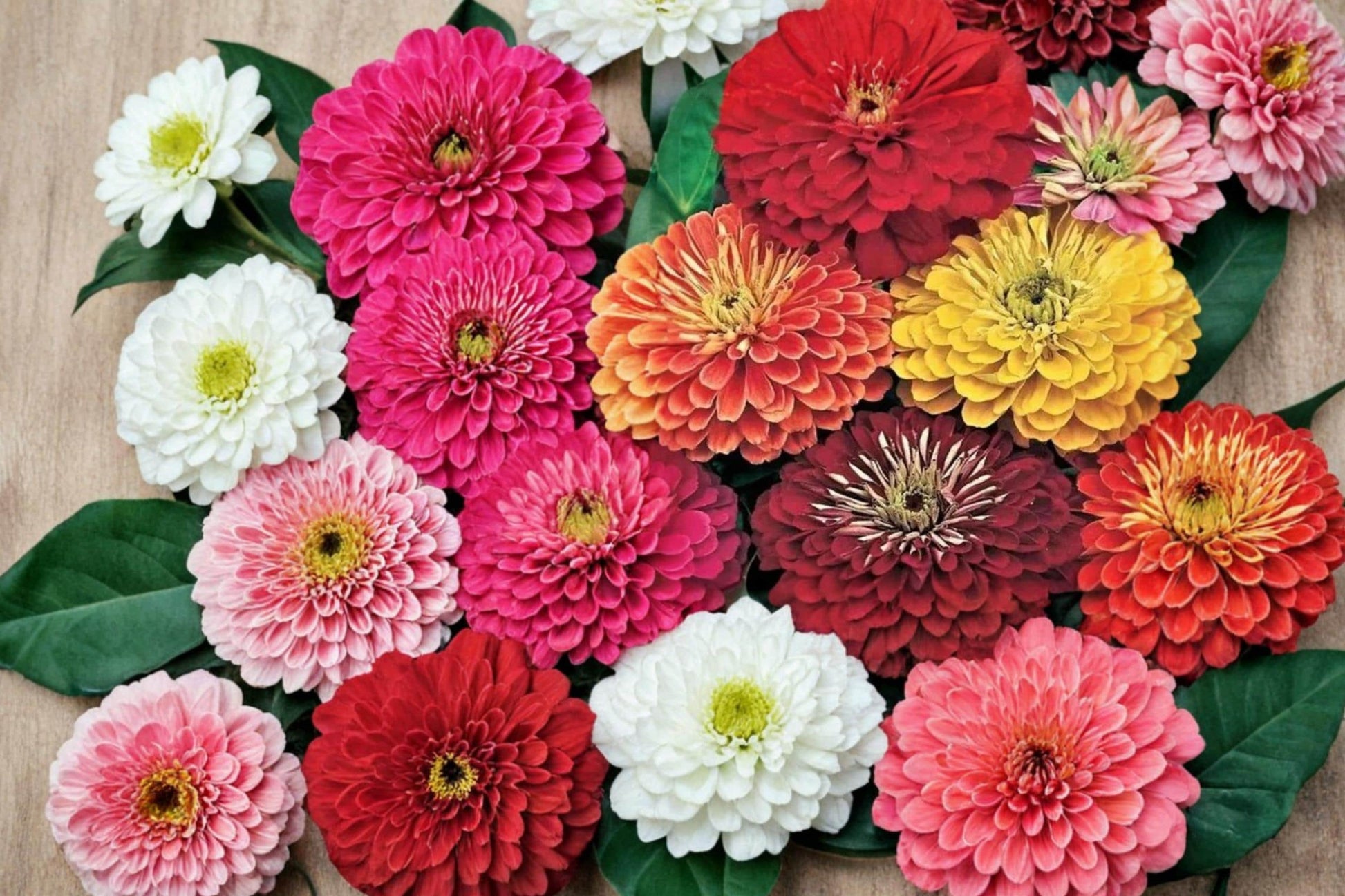 California Giant Zinnia Seeds 250 Pack - Mixed Color Flowering Plant, Zinnia elegans, Annual Garden & Container Use
