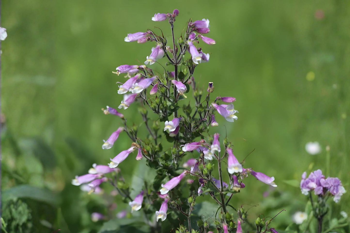 Hairy Beardtongue Seeds - 100 Pack - Lavender Purple Blooms - Penstemon hirsutus - Hardy Native Wildflower for Pollinators