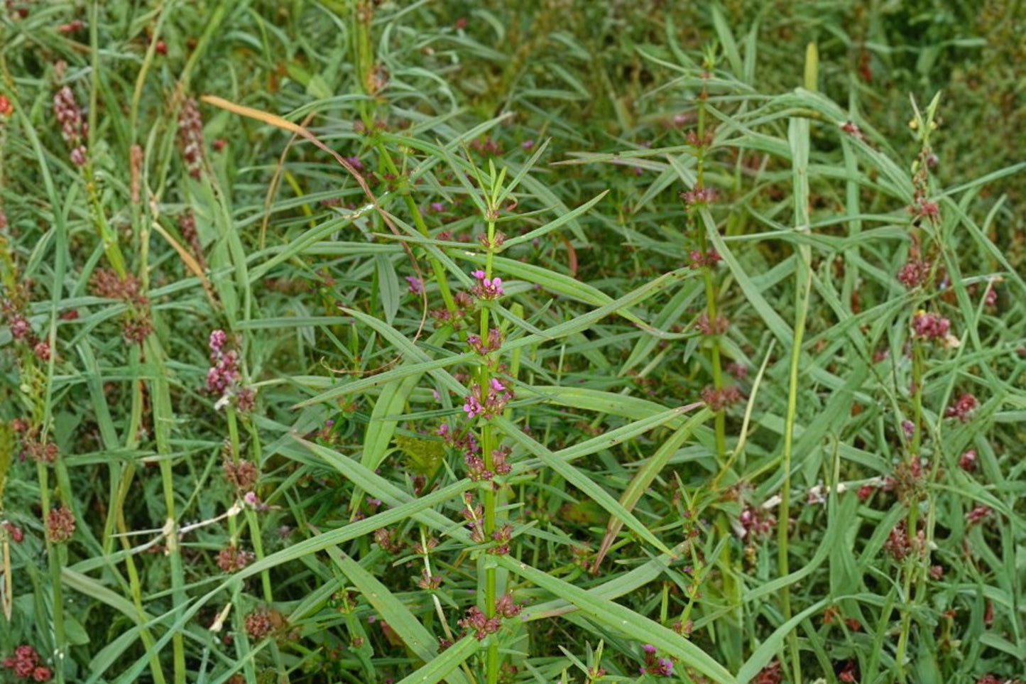 Scarlet Toothcup Seeds - 1000 Seeds Ammannia coccinea - Red Pink Wildflower for Wetlands, Marshes & Pond Edges