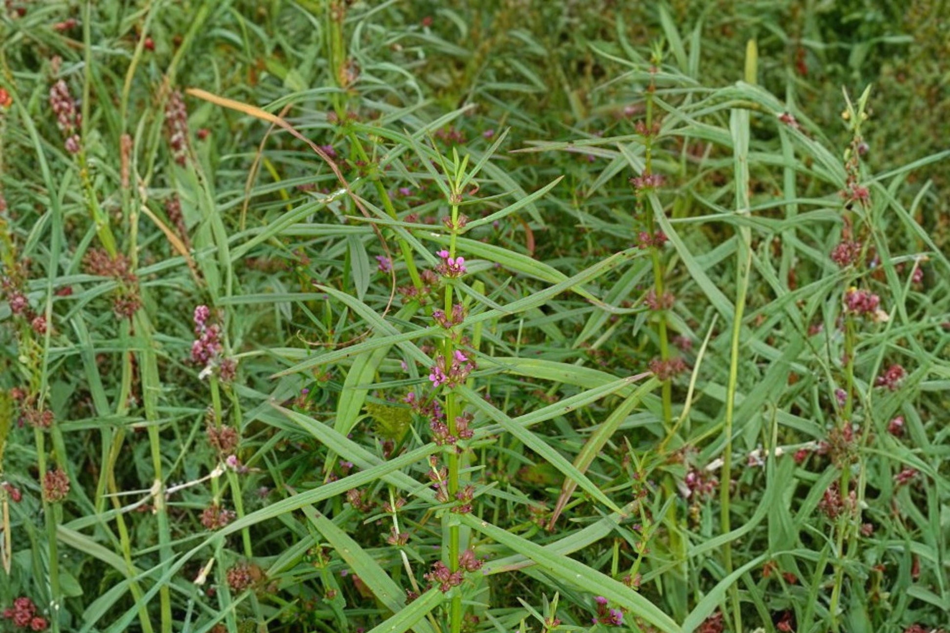 Scarlet Toothcup Seeds - 1000 Seeds Ammannia coccinea - Red Pink Wildflower for Wetlands, Marshes & Pond Edges