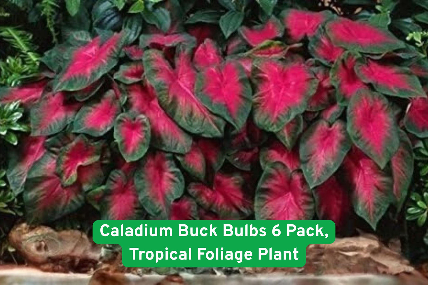 Caladium Buck Bulbs 6 Pack - Tropical Foliage Plant, Multicolor Leaves, Caladium bicolor (Buck Variety)