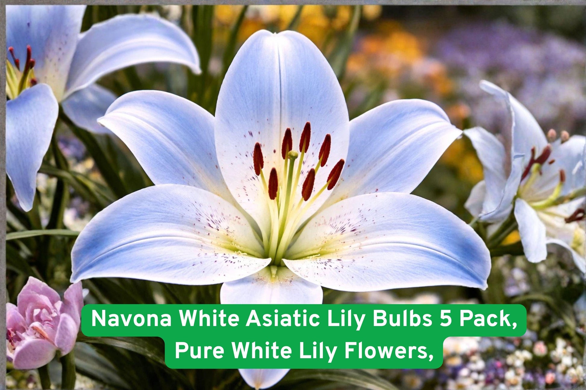 Navona White Asiatic Lily Bulbs 5 Pack - Pure White Perennial Flowers (Lilium asiaticum) for Garden Beds, Borders, and Bouquets