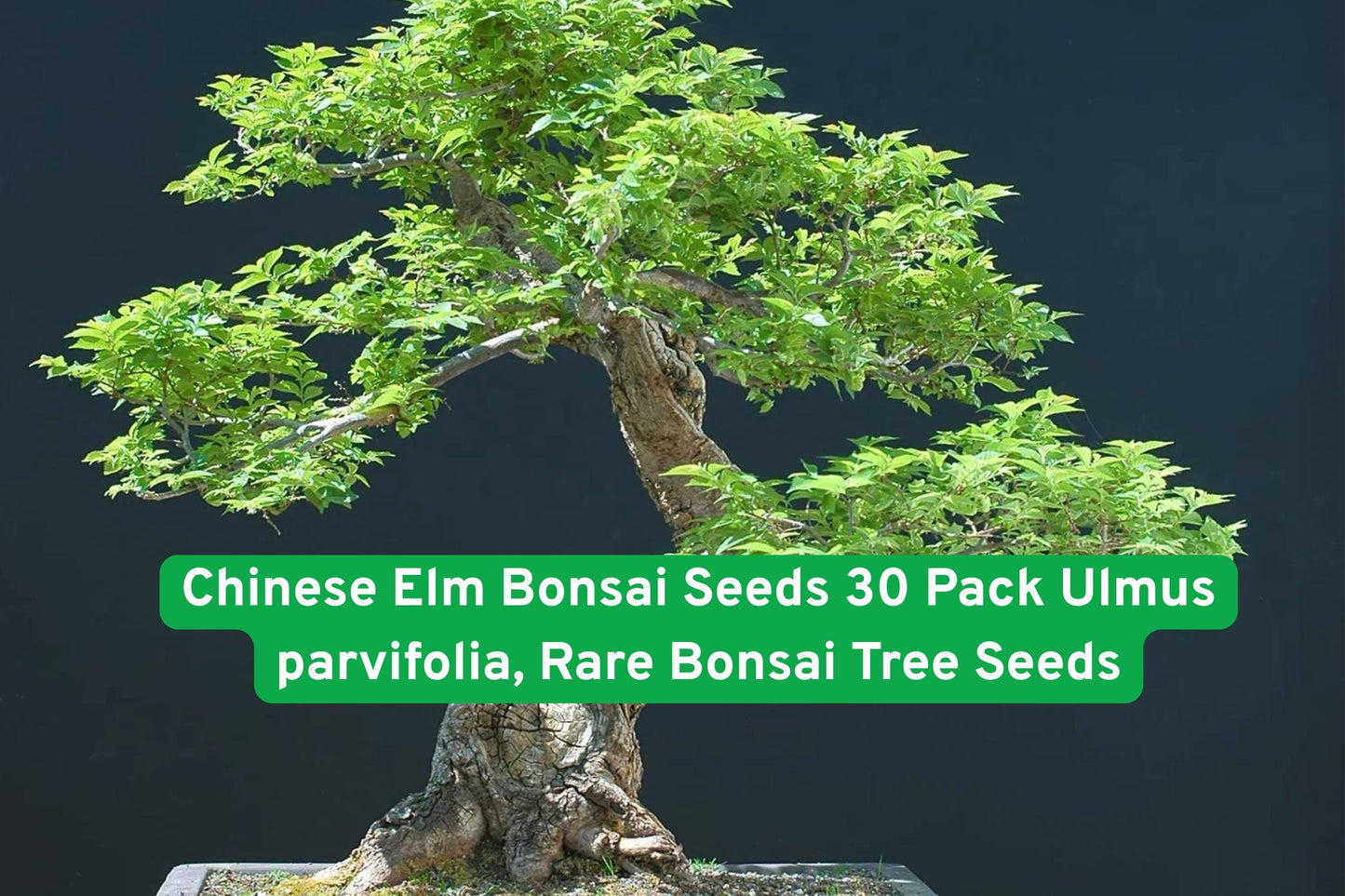 Chinese Elm Bonsai Seeds 30 Pack, Rare Ulmus parvifolia, Beginner-Friendly Tree for Indoor/Outdoor Bonsai Gardening