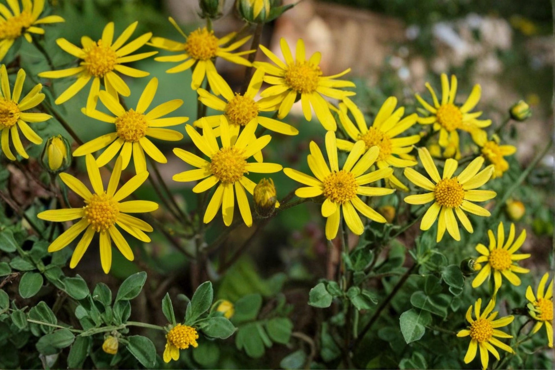 Golden Ragwort Seeds - 75 Packera aurea - Yellow Perennial Wildflower for Woodland Edges & Meadows