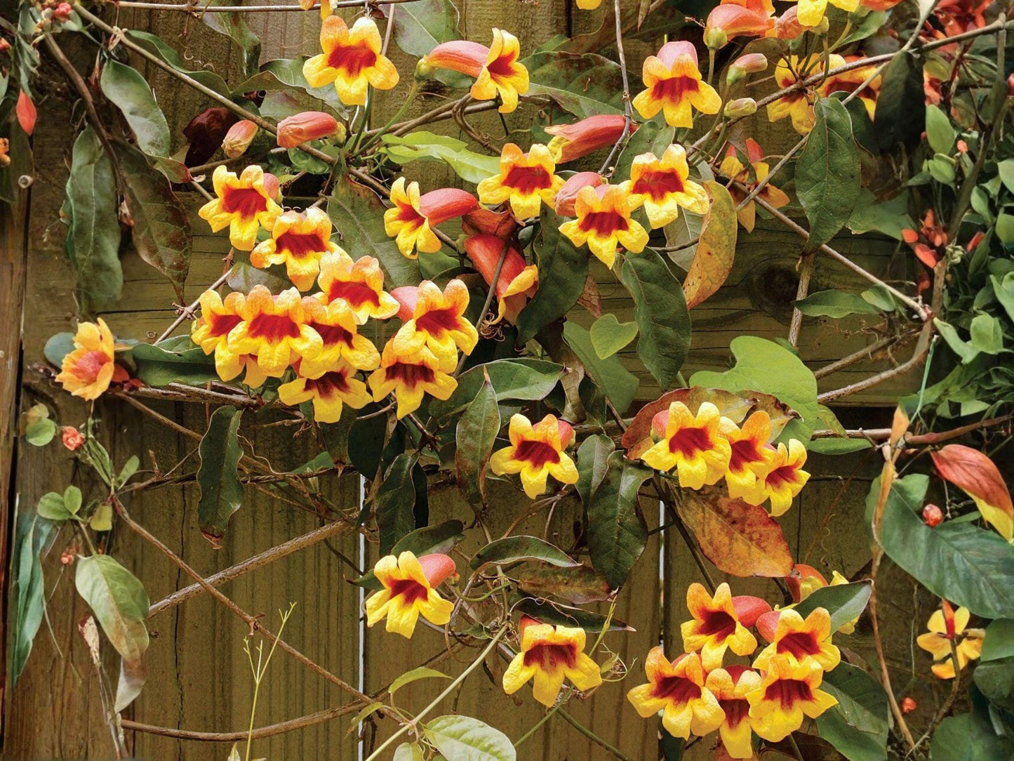 Live Crossvine Plants - 2-Pack Tangerine Beauty Trumpet Flower Vine, Bignonia capreolata ‘Tangerine Beauty’ - Climbing Ornamental Vine