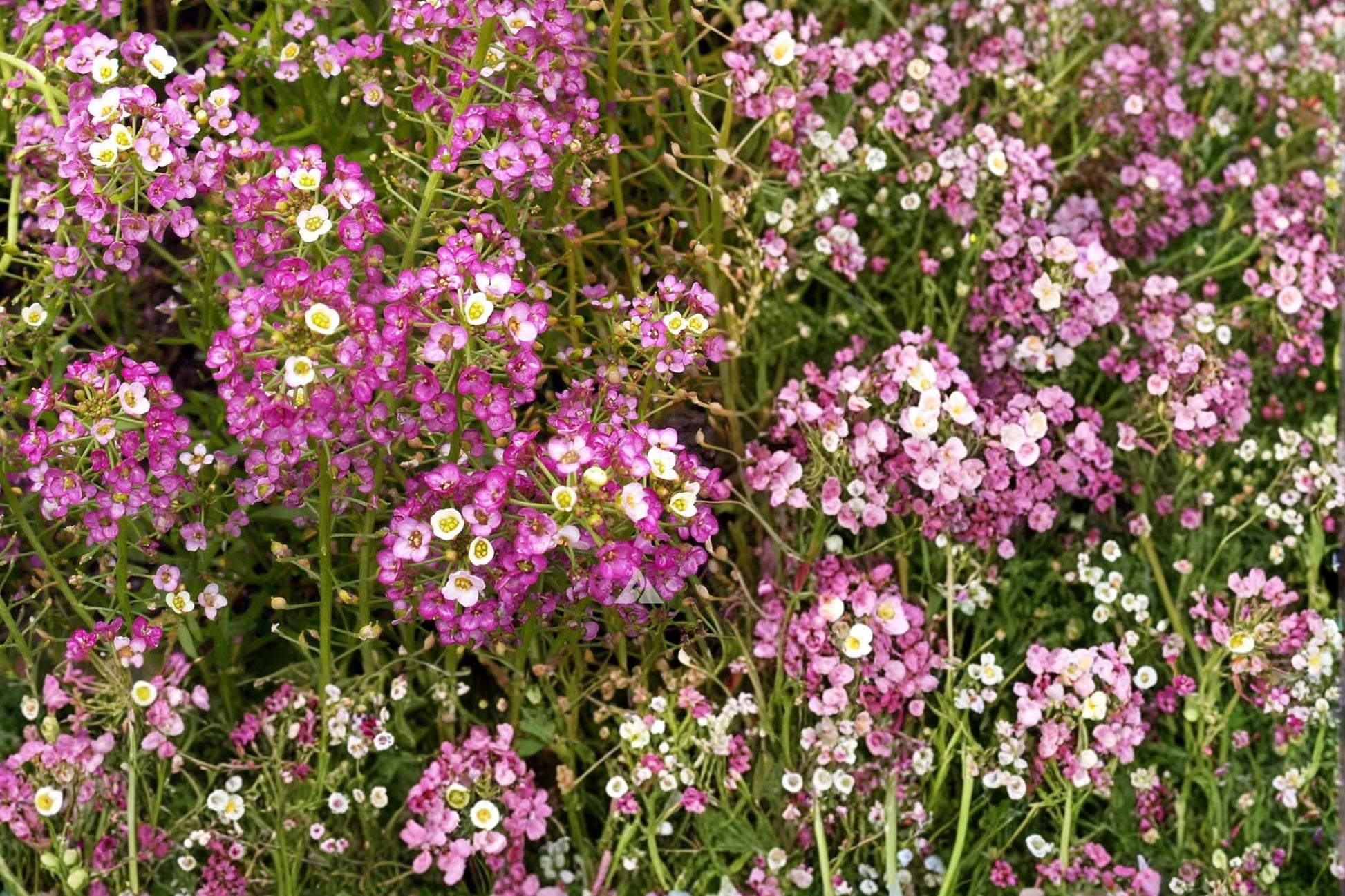 Pink Sweet Alyssum Seeds - 100 Count - Lobularia maritima - Compact Annual with Soft Pink Flowers for Borders and Ground Cover