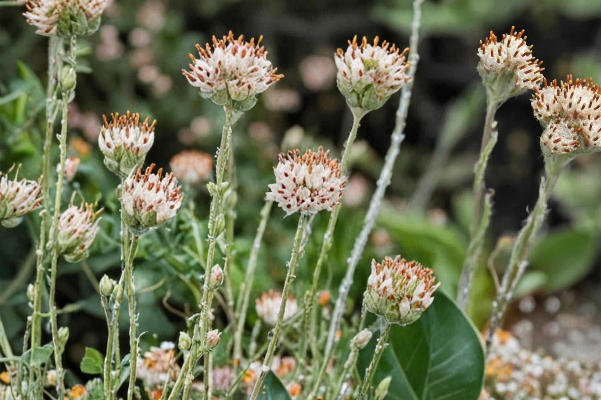 Prairie Pussytoes Seeds - 100 Count - Antennaria neglecta - Low-Growing Perennial with White Flowers for Rock Gardens