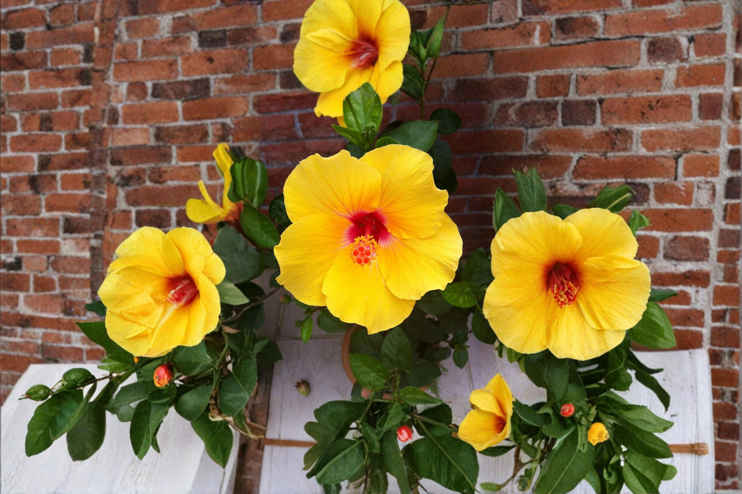 Hardy Yellow Rose of Sharon Seeds - 10 Count - Hibiscus hamabo - Deciduous Shrub with Yellow Flowers for Garden Landscapes