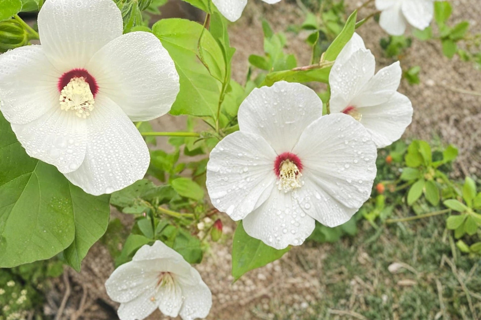 Hibiscus Seeds 25 Count - Hairy-fruited Hibiscus, Pale Pink to White Flowers, Hibiscus lasiocarpos, Perennial Wetland Plant