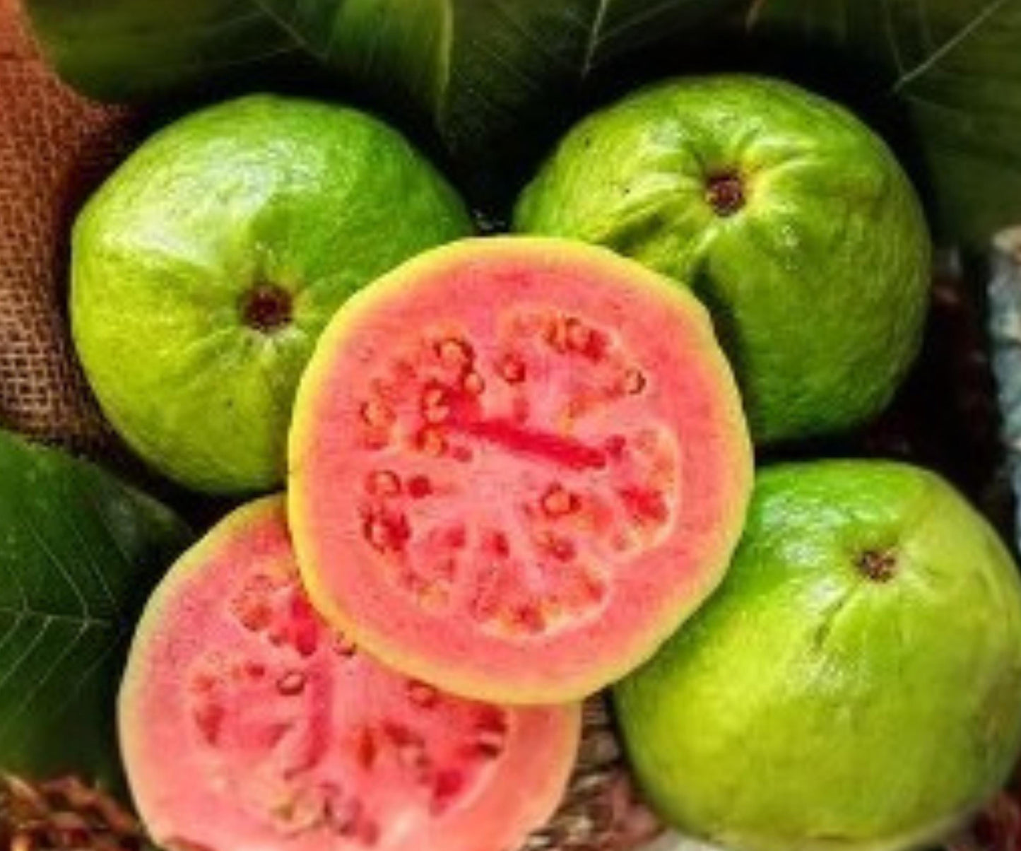 Grafted Ruby Guava Tree 1 Gallon Potted Plant - Tropical Fruit, Sweet & Fragrant, Psidium guajava