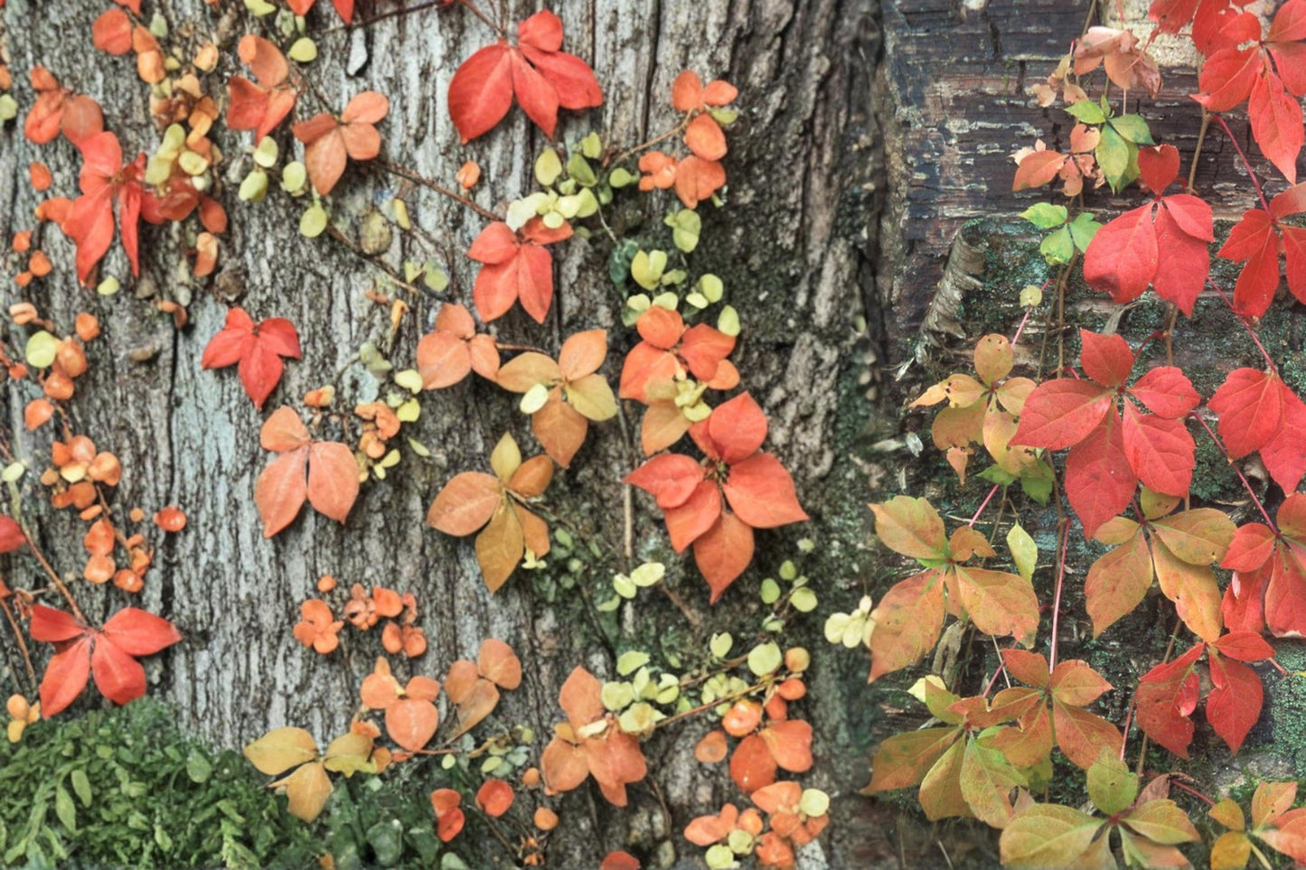 Virginia Creeper Seeds - 10 Pack - Climbing Deciduous Vine - Parthenocissus quinquefolia - Hardy Ground Cover for Sun & Shade