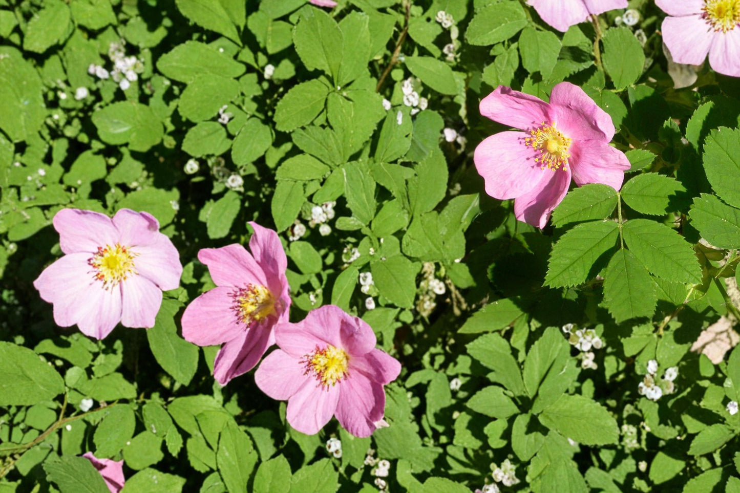 Common Wild Rose Seeds - 25 Soft Pink Rosa woodsii for Hedges, Prairie Planting, and Ornamental Gardens