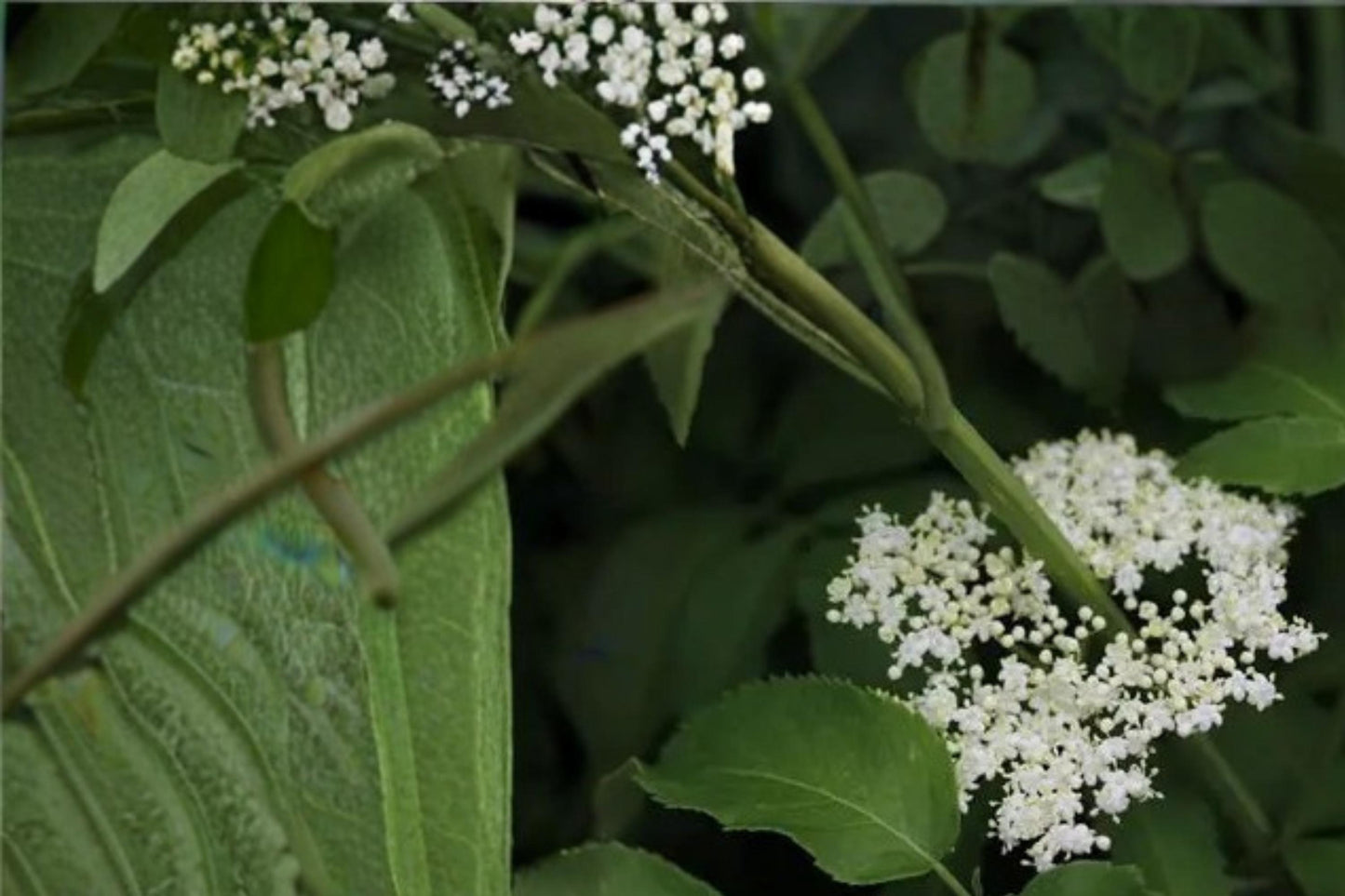 Elderberry Seeds 50 Count - American Elderberry, Sambucus canadensis, Deciduous Shrub, White Flowers, Dark Berries, Hardy Garden Plant