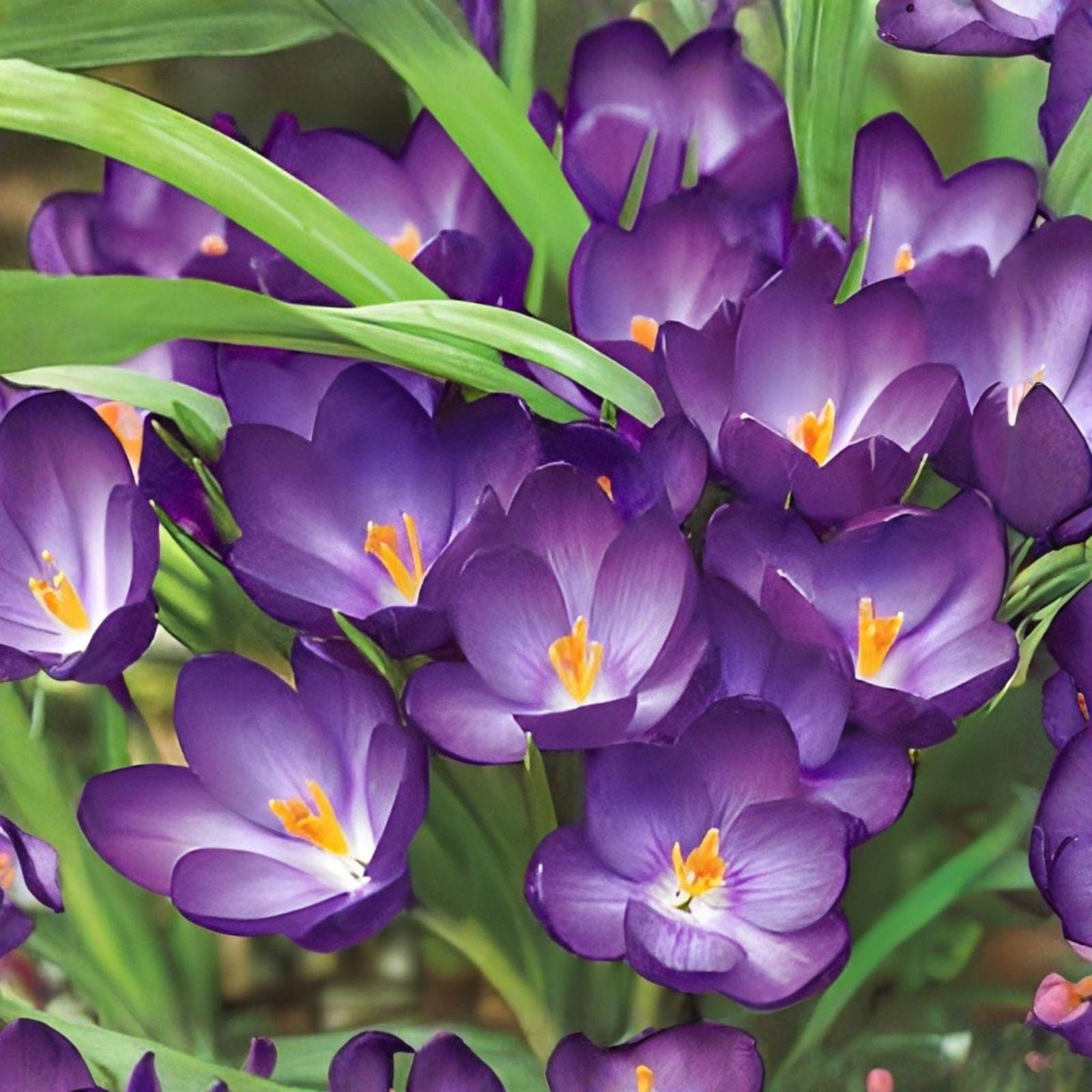 Ruby Giant Crocus Bulbs (20 Bulbs) - Purple Early Spring Blooms, Crocus ‘Ruby Giant’ - Perfect for Gardens and Containers