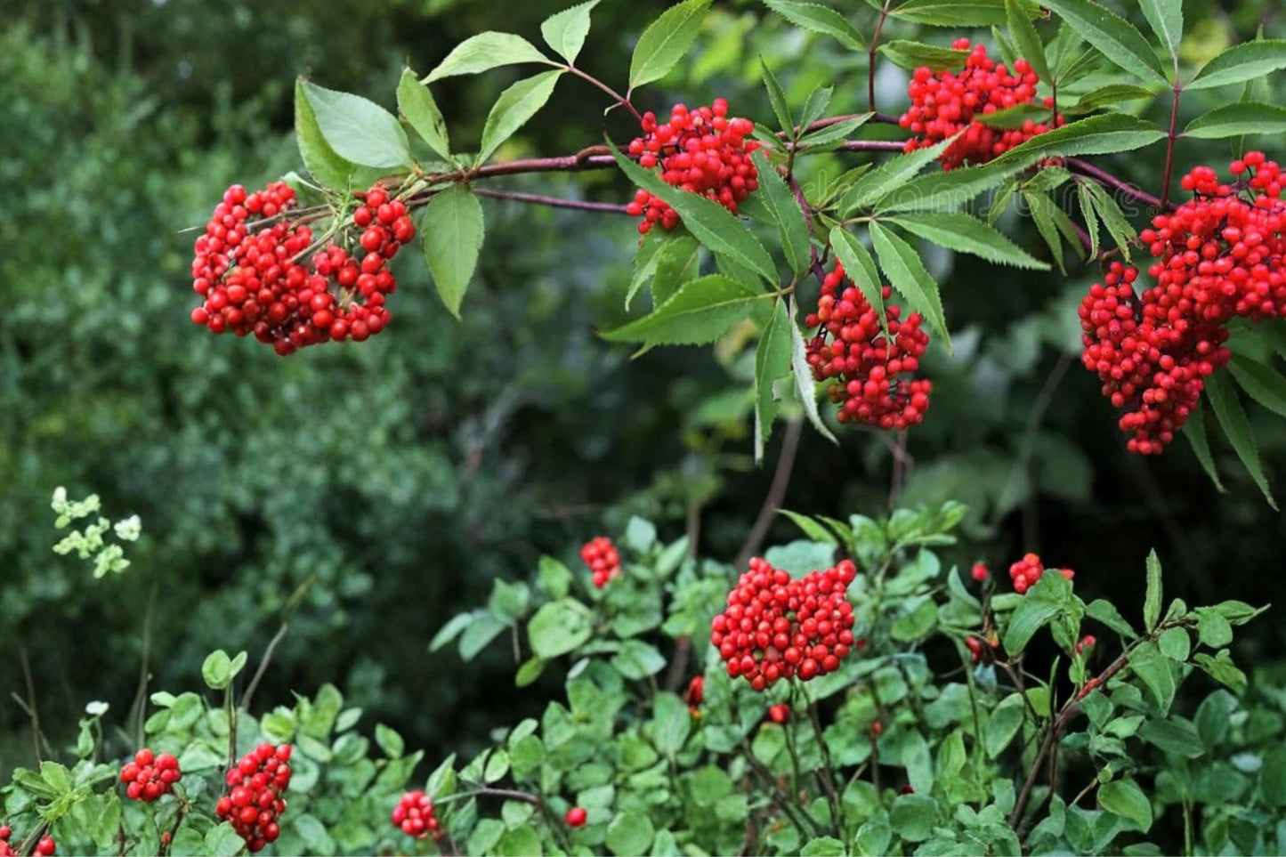 Red Elderberry Seeds - 30 Count - Sambucus racemosa - Deciduous Shrub with White Flowers & Red Berries for Garden & Woodland Planting