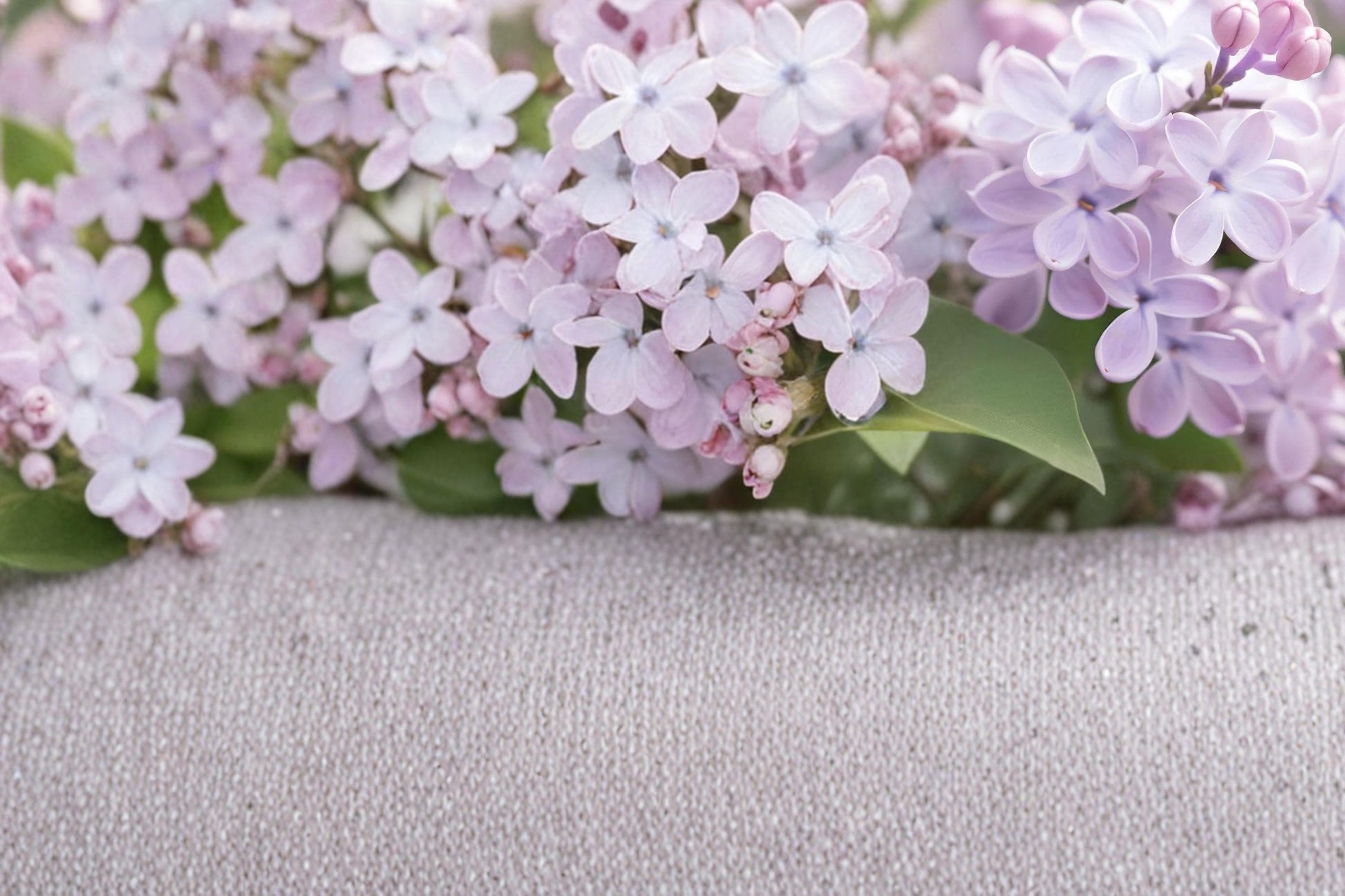 Early Lilac Seeds 25 Count - Purple Pink Flowering Shrub - Syringa oblata - Fragrant Deciduous Perennial for Garden Hedges