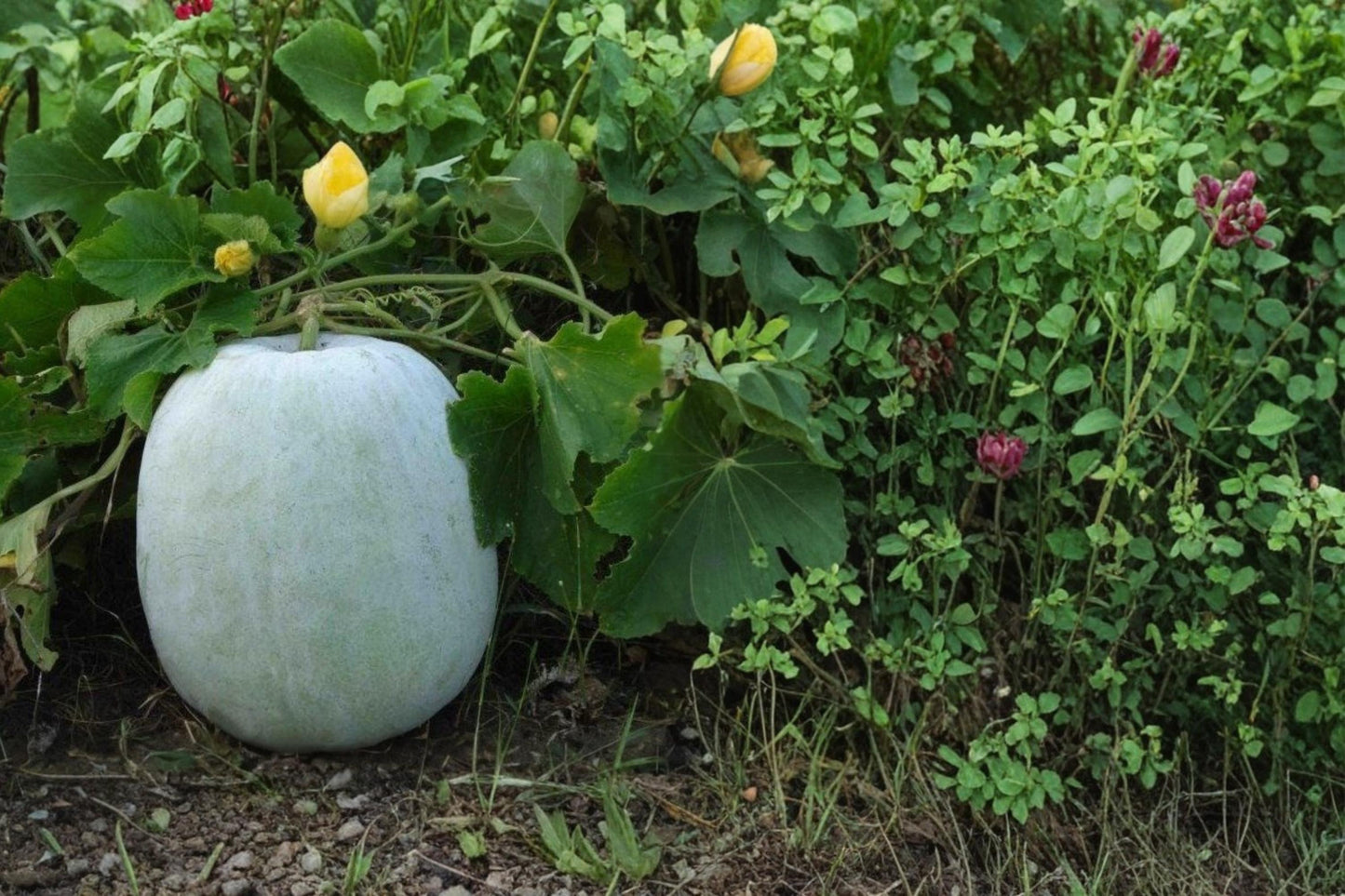 Winter Melon Seeds - 10 Pack - Benincasa hispida - Climbing Vegetable Vine for Trellises & Garden Beds - Edible Gourd Plant