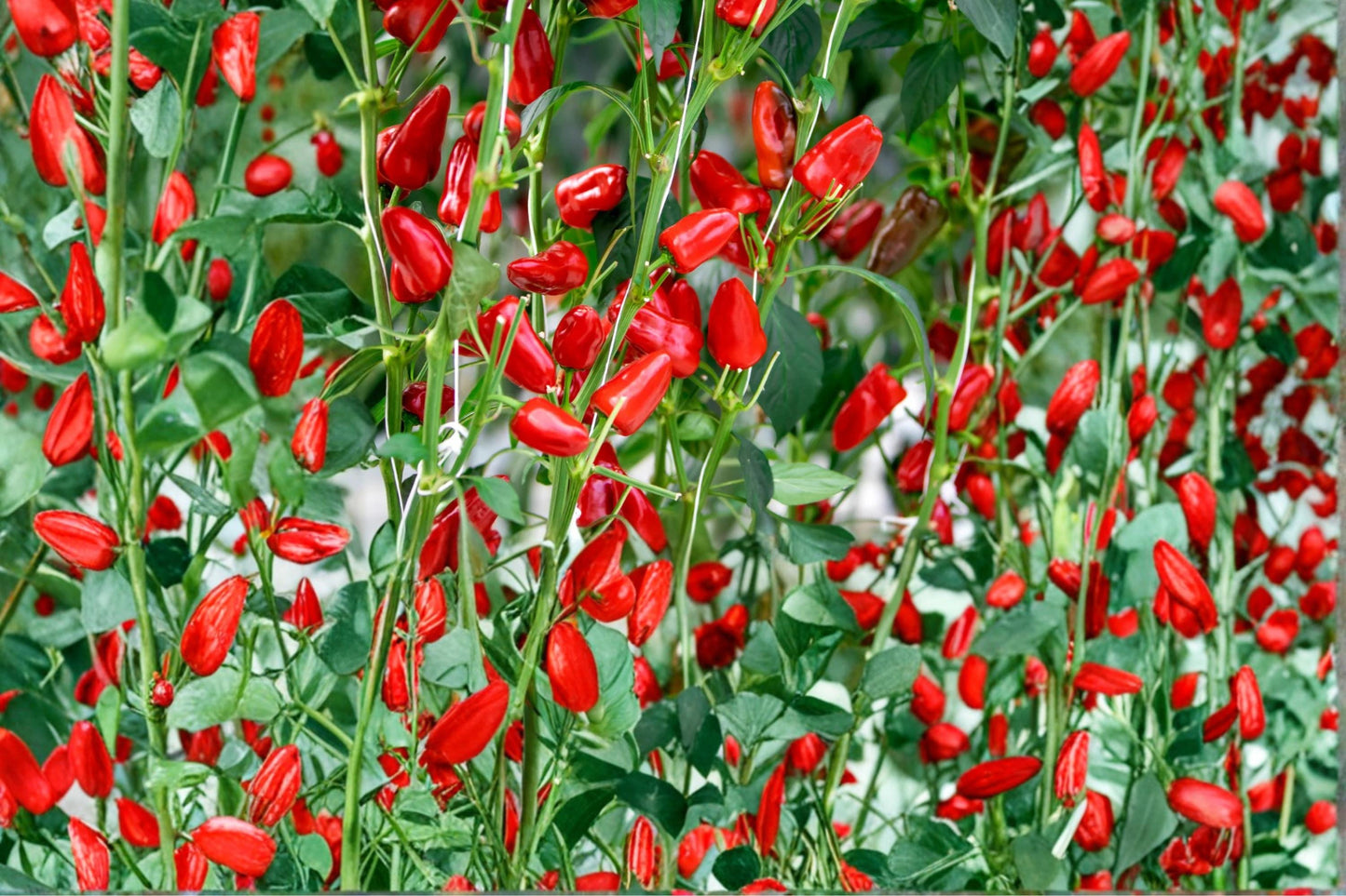 Fresno Chili Pepper Seeds - 25 Seeds - Capsicum annuum - Medium-Heat Red Peppers for Gardens & Containers