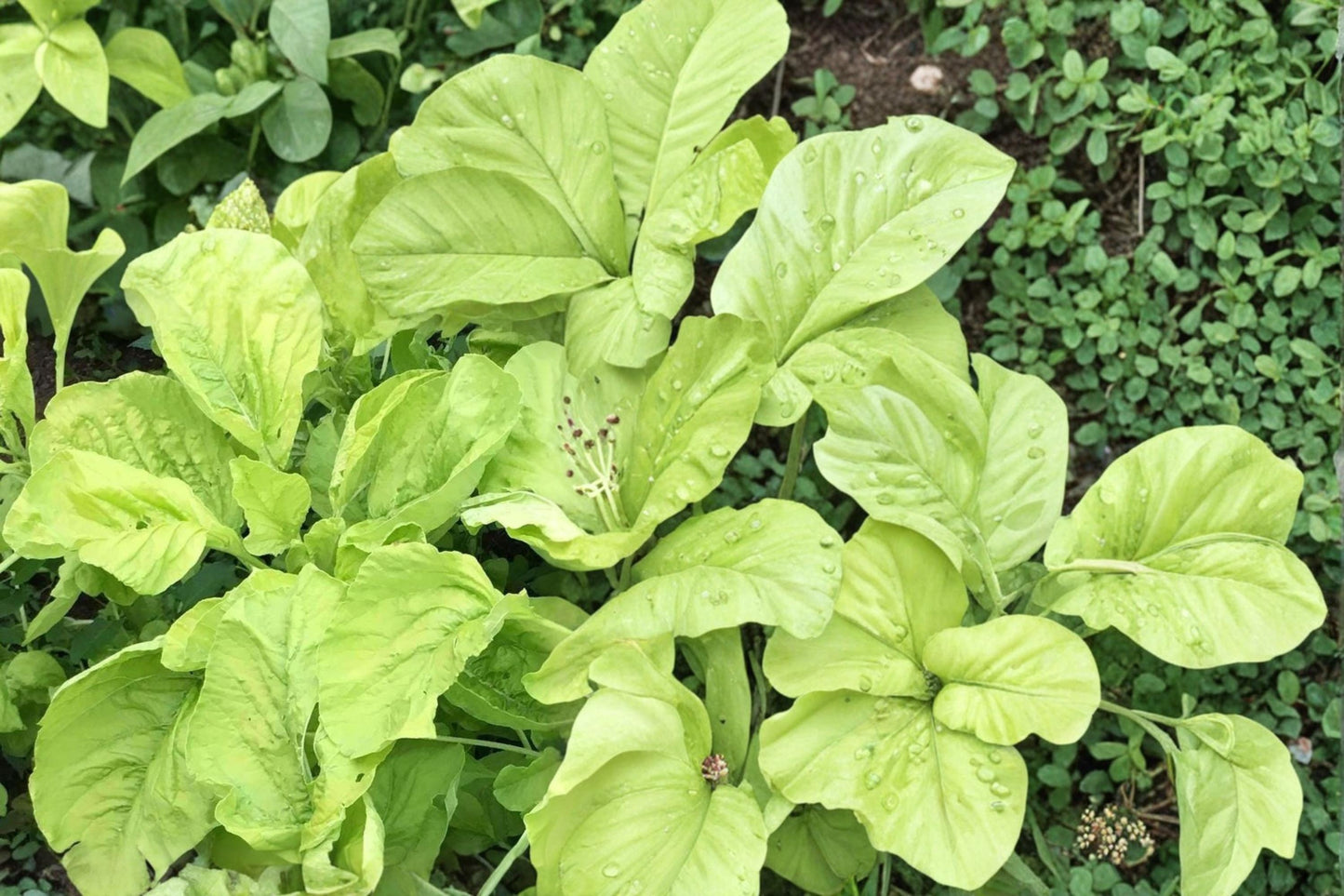 Amaranth Seeds 500 Count - White Leaf Amaranth, Amaranthus mangostanus, Fast-Growing Annual for Garden Beds, Green Foliage Plant
