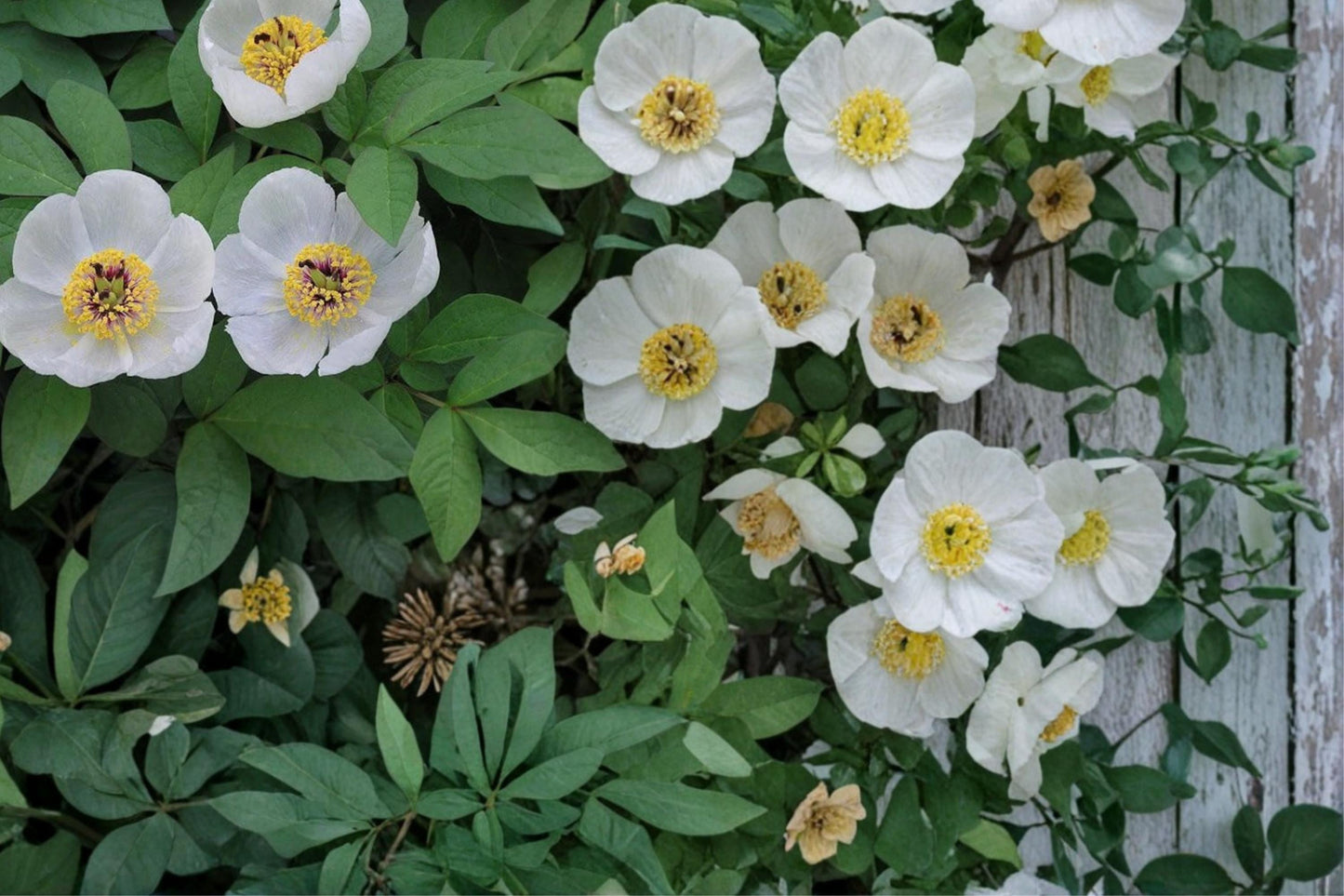 Japanese Woodland Peony Seeds - 5 Pack - White Flowers - Paeonia japonica - Shade-Tolerant Perennial for Woodland Gardens