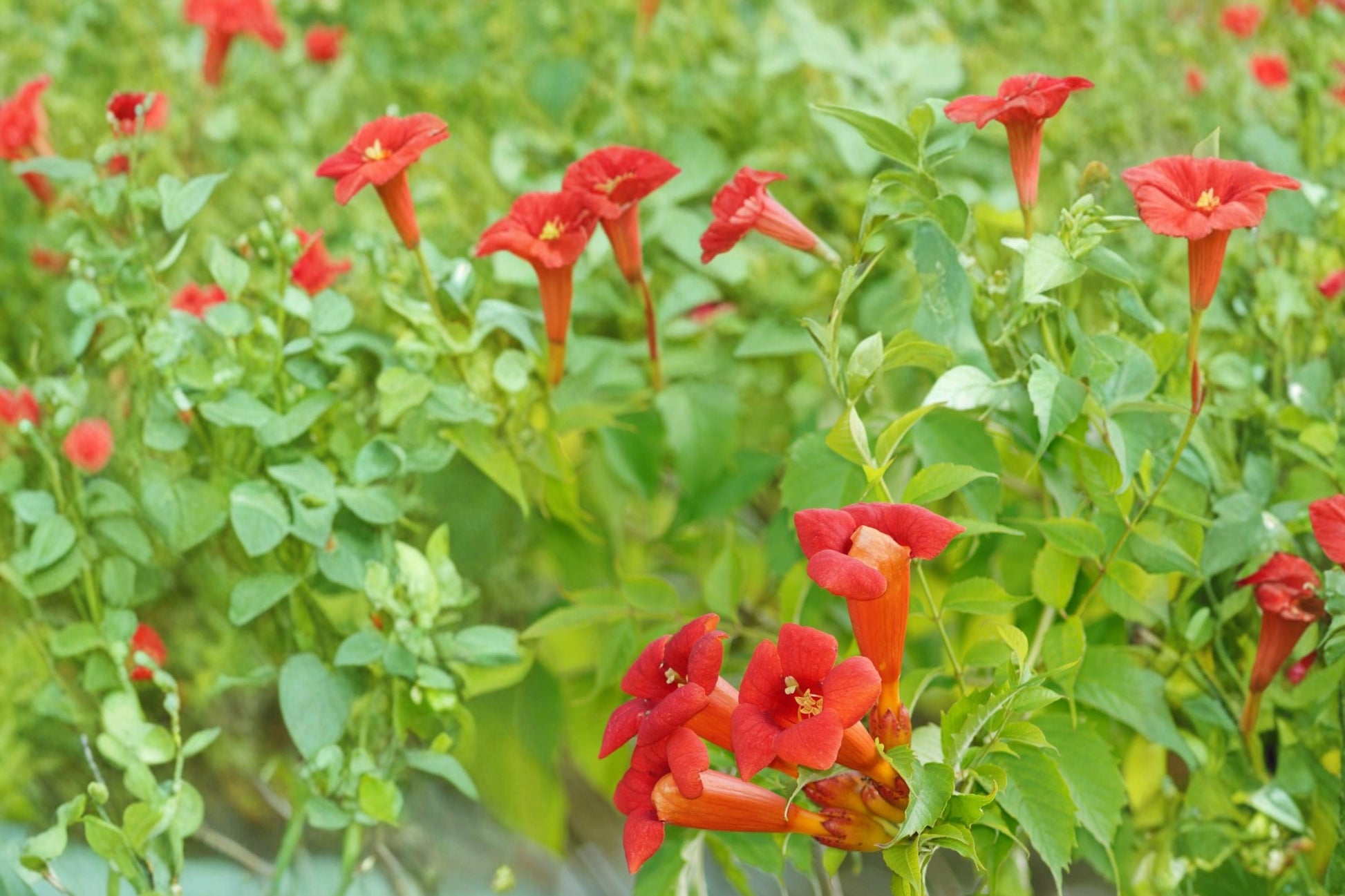 Trumpet Creeper Vine Seeds - 30 Count - Bright Orange Flowers - Campsis radicans - Vigorous Climbing Perennial for Trellises
