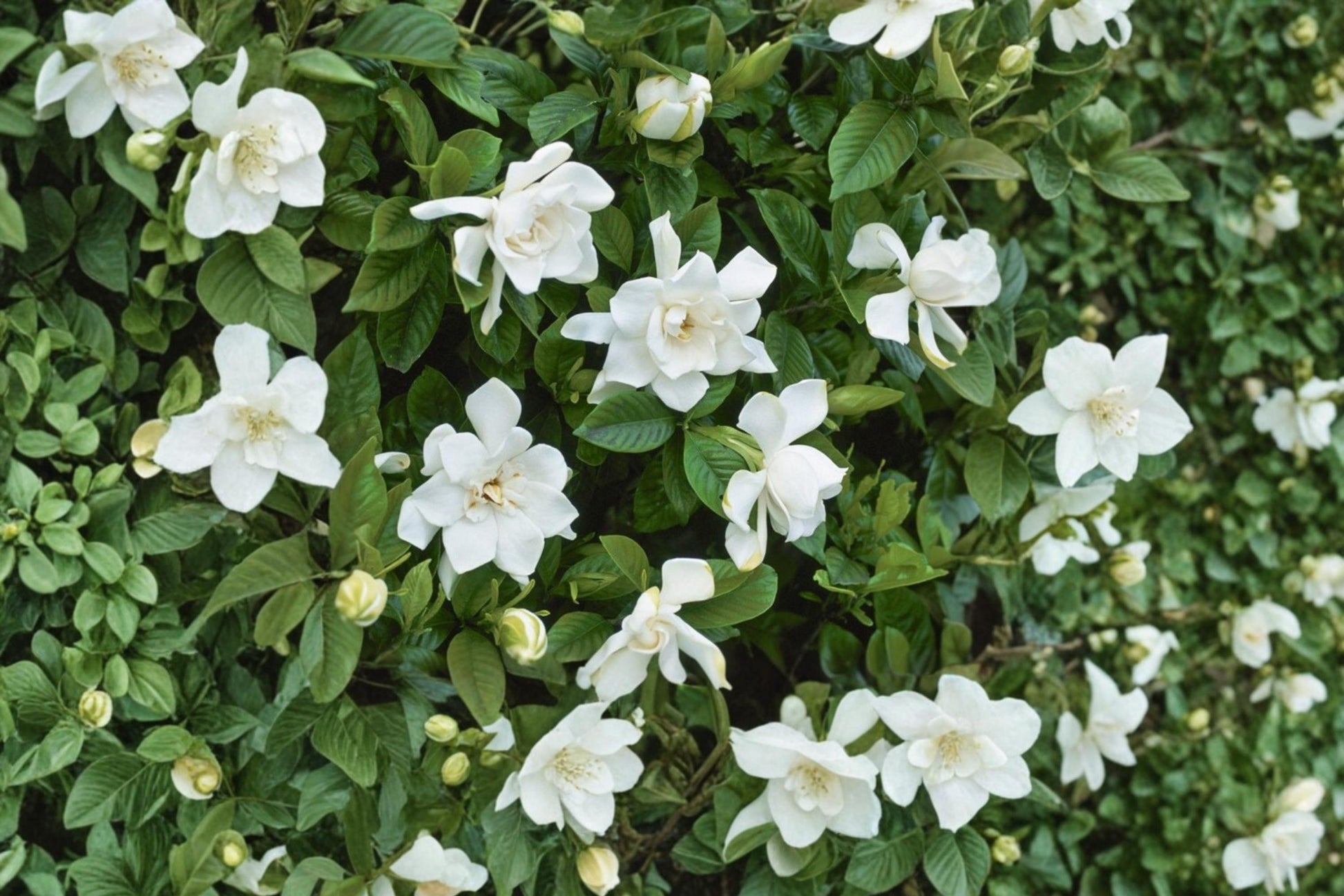 Cape Jasmine Seeds - 20 Pack - Evergreen Shrub with Creamy White Flowers - Gardenia jasminoides - Ornamental Plant for Gardens