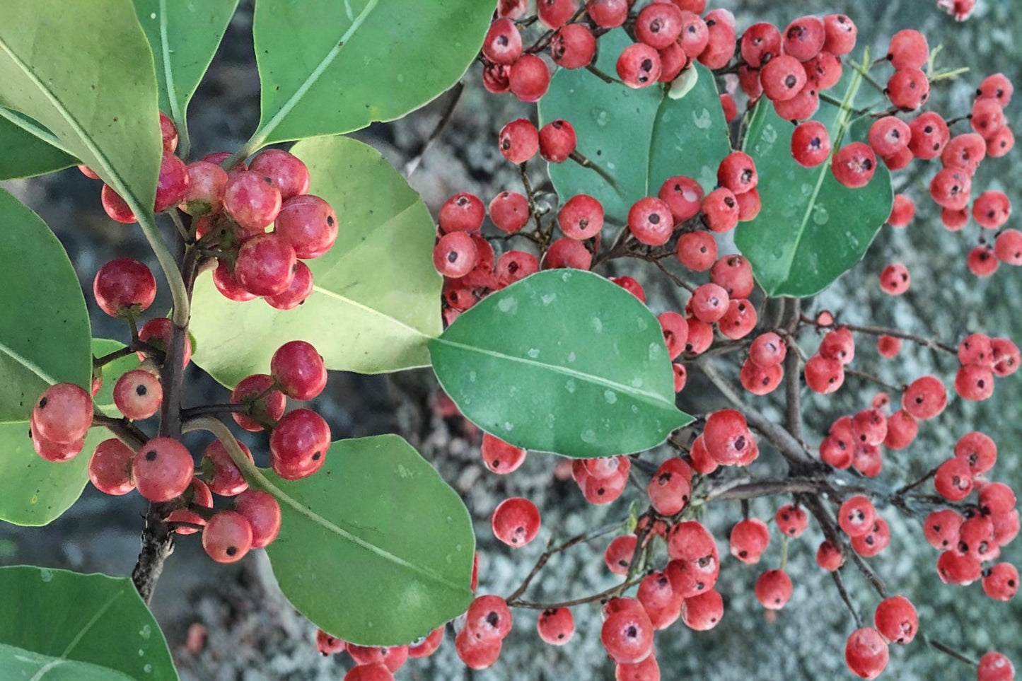 Kurogane Holly Seeds - 25 Count - Evergreen Ilex rotunda - Glossy Foliage for Hedges & Ornamental Landscapes