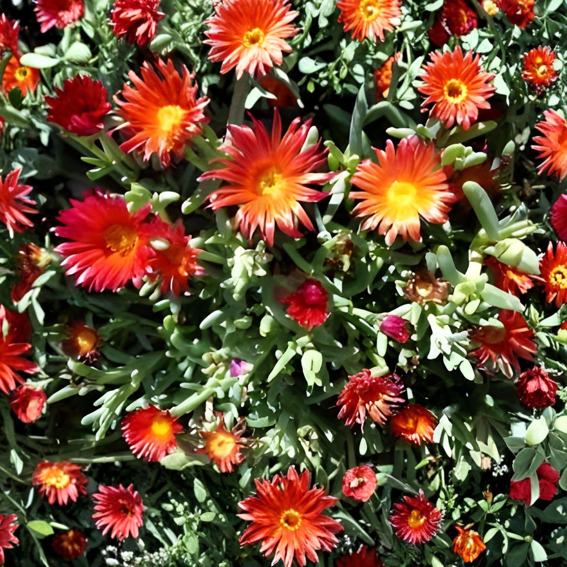 Ruby Purple Ice Plant Cuttings - Delosperma cooperi - 10 Unrooted Succulent Ground Cover for Landscaping and Rock Gardens
