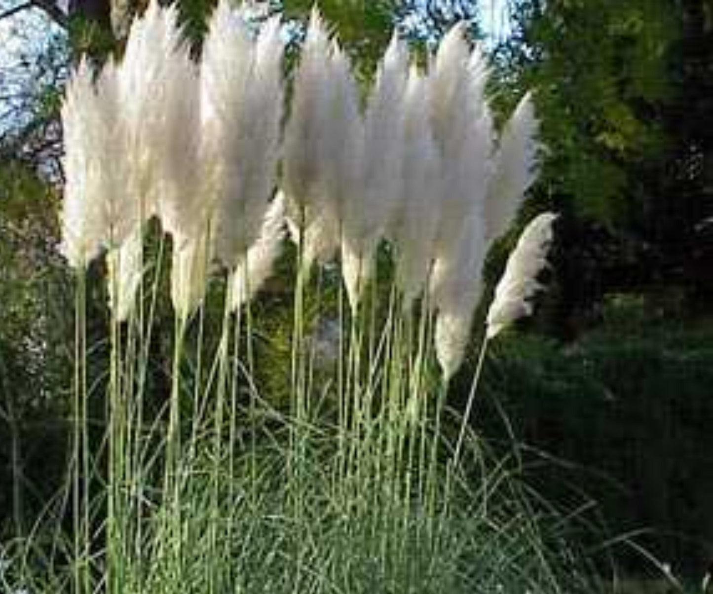 White Pampas Grass Plugs - 3 Live Plants - Cortaderia Selloana Ornamenta - Outdoor Landscaping Perennial Decor