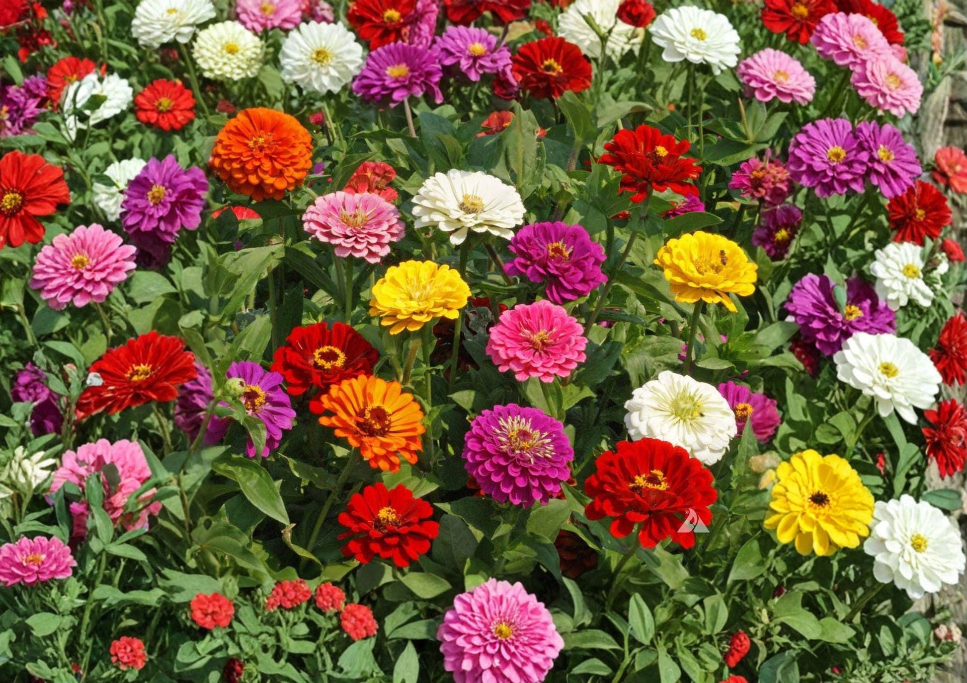 California Giant Zinnia Seeds - 200+ Mixed Colors, Large Bloom Heirloom Flower Seeds for Vibrant Summer Gardens