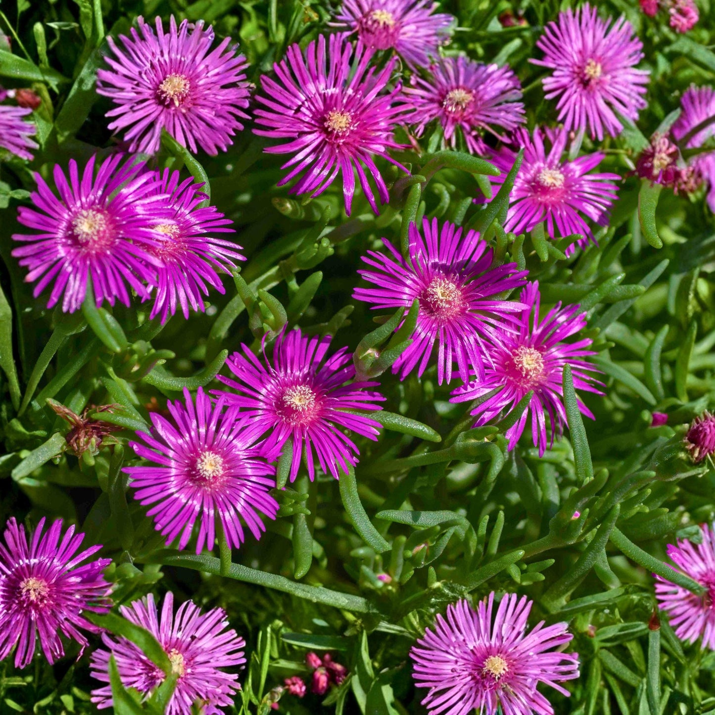 Delosperma cooperi Cuttings - 12 Unrooted Purple Pink Succulent Ice Plant for Ground Cover - Creeping Perennial 5-7 inches