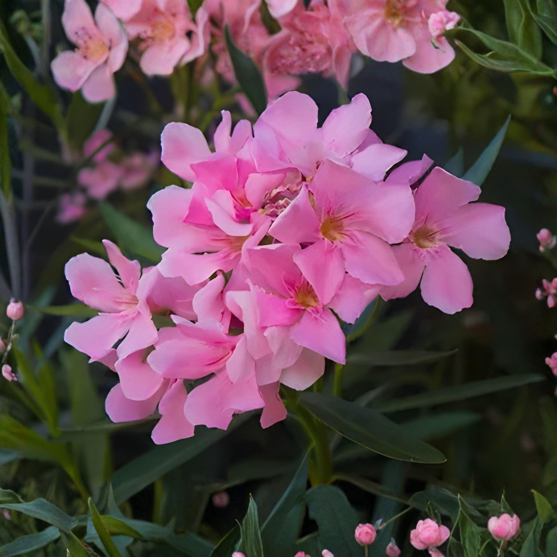 Nerium Oleander Cuttings - 7 Unrooted Pink Oleander Stem Cuttings for Garden Propagation - Flowering Shrub Starter