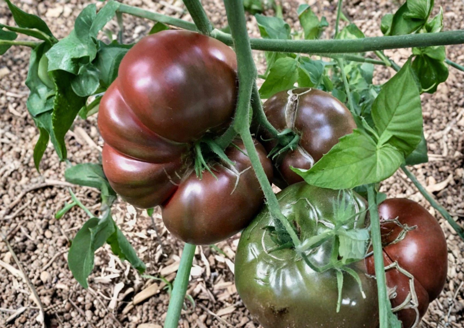 Cherokee Purple Tomato Seeds - 30+ Heirloom Non-GMO Vegetable Seeds for Garden Planting - Rich Flavor Slicer Tomato