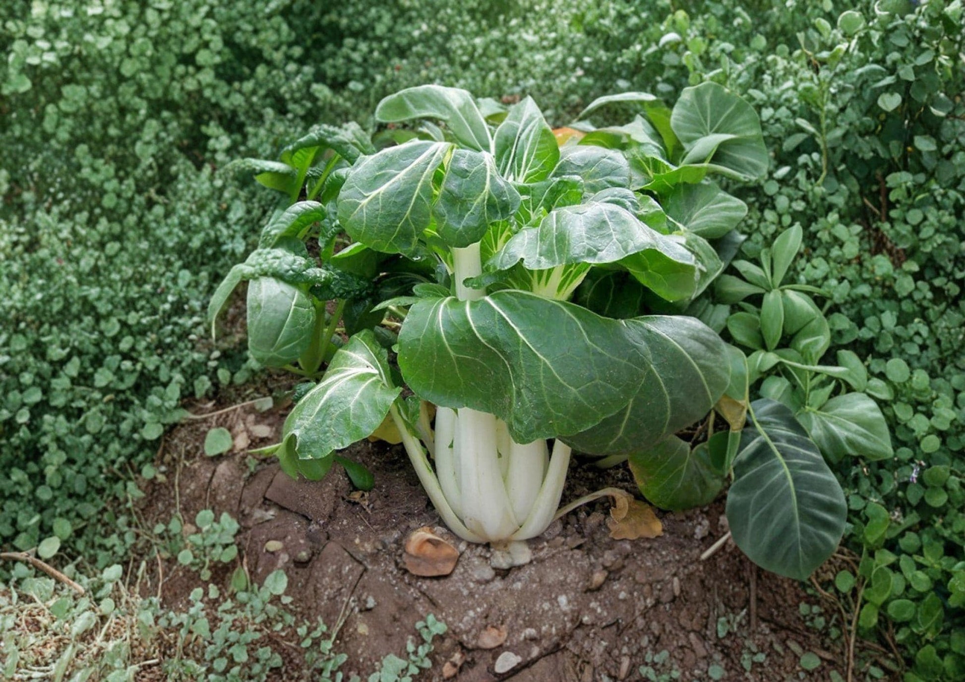 500+ Pak Choi Seeds - White Stem Cabbage, Heirloom Non-GMO, Chinese Bok Choy, Crisp Leaf Greens, Vegetable Garden Planting