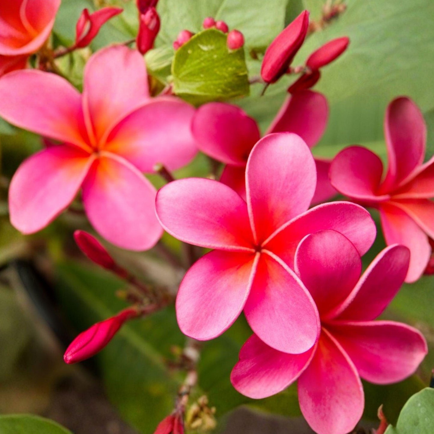 Pink Plumeria Cutting, 10 Inch Frangipani Starter Plant, Plumeria rubra, Tropical Garden Propagation Plant
