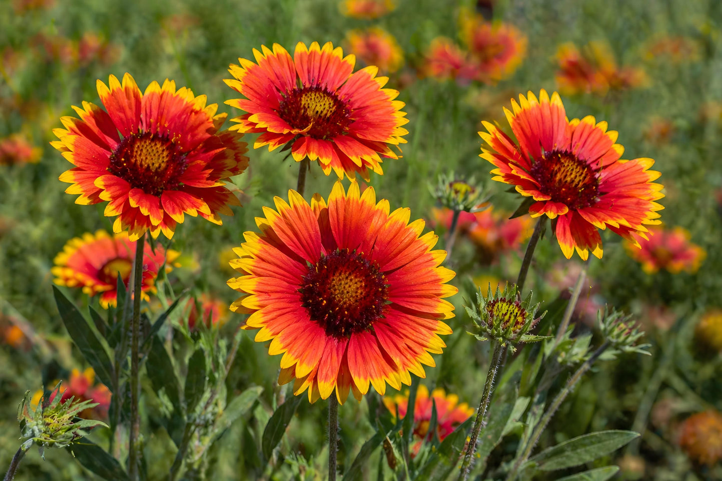 Blanket Flower Seeds (25) - Gaillardia aristata - Bright Red & Yellow Wildflower for Pollinator Gardens & Xeriscaping