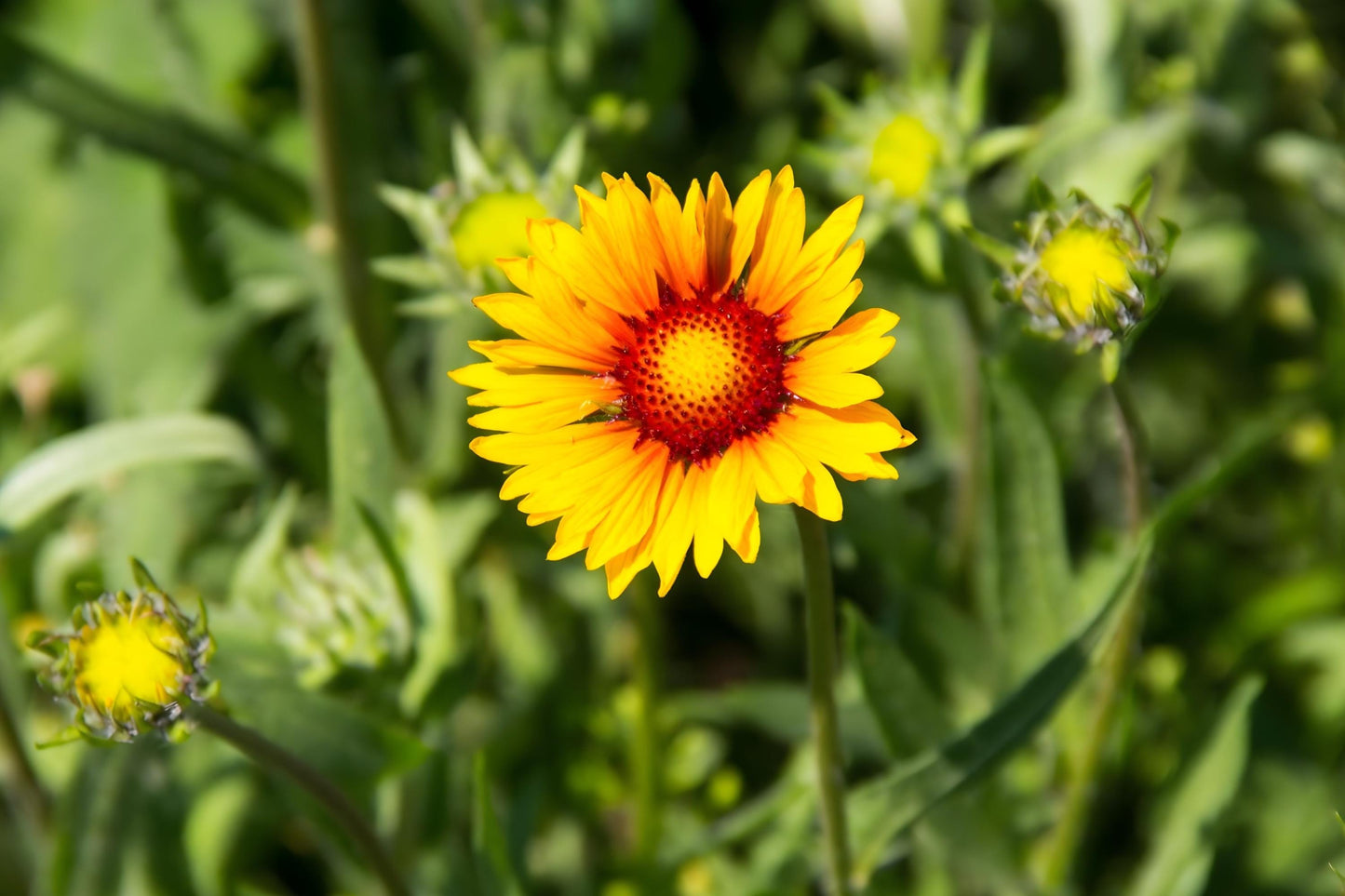 Yellow Blanket Flower Seeds (25) - Gaillardia Aristata, Drought-Tolerant Wildflower, Sunny Yellow Blooms, Attracts Bees & Butterflies