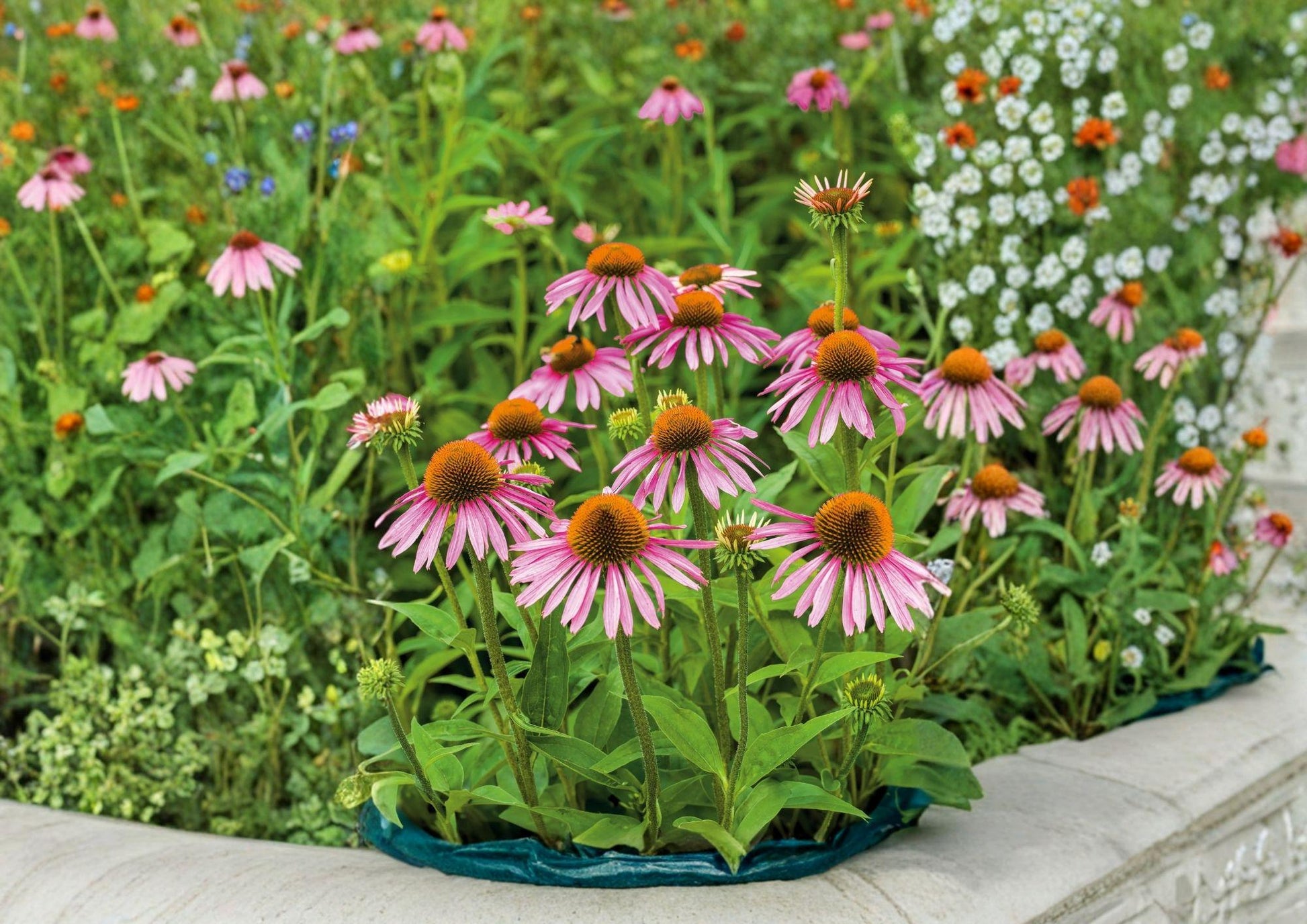 Purple Coneflower Seeds - 300+ Perennial Echinacea Seeds, Medicinal Wildflower, Pollinator Friendly, Drought Tolerant