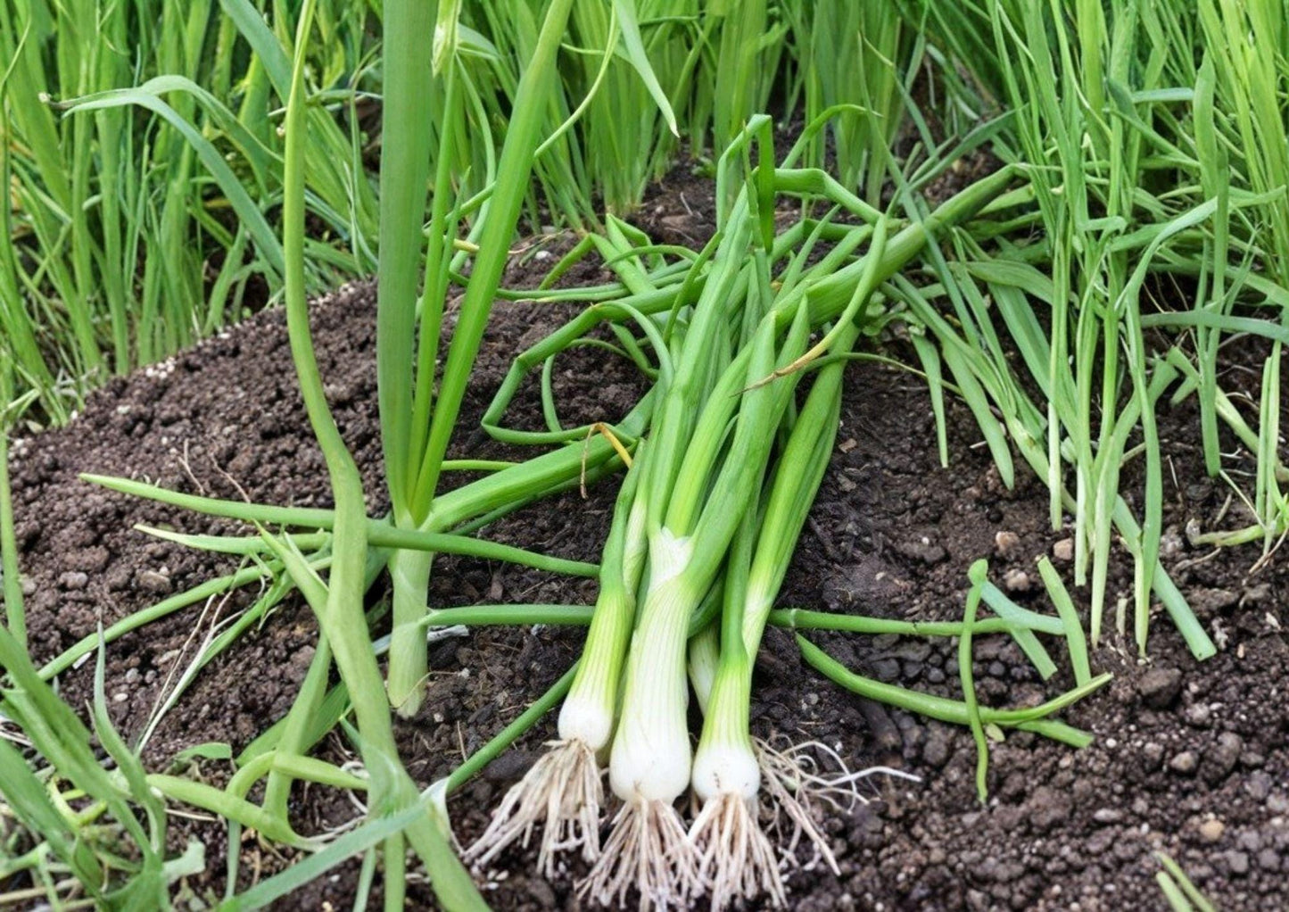 250+ White Lisbon Onion Seeds, Heirloom Bunching Onion, Fast Growing Scallion Seeds, Allium fistulosum for Garden Planting